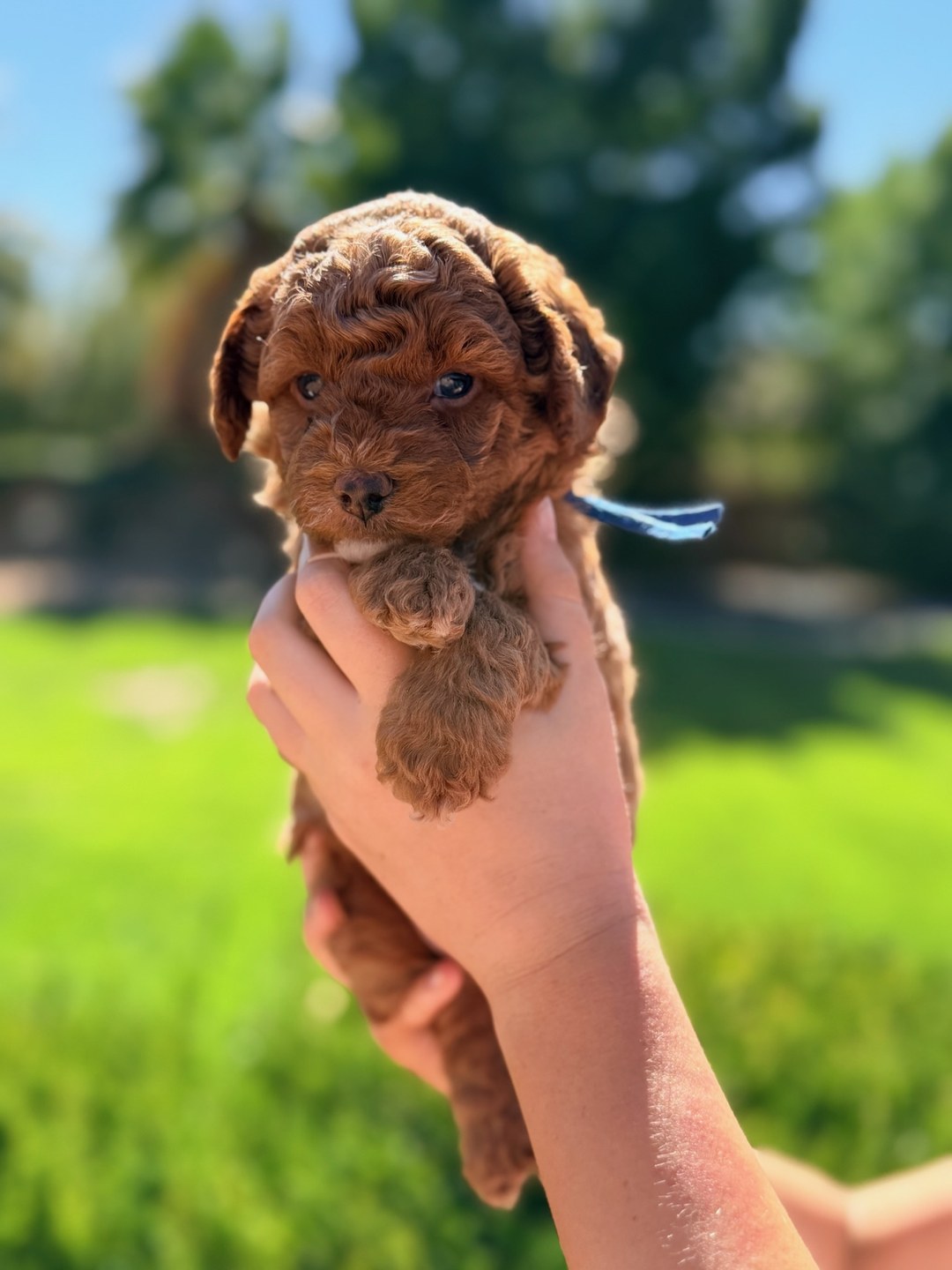 Blue 5 weeks old photo
