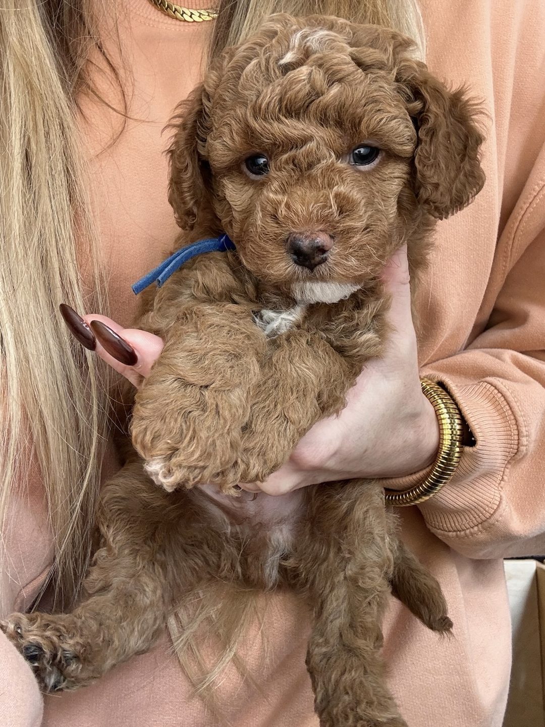 Cookie's Blue - Male - F3 Micro Goldendoodle Puppy