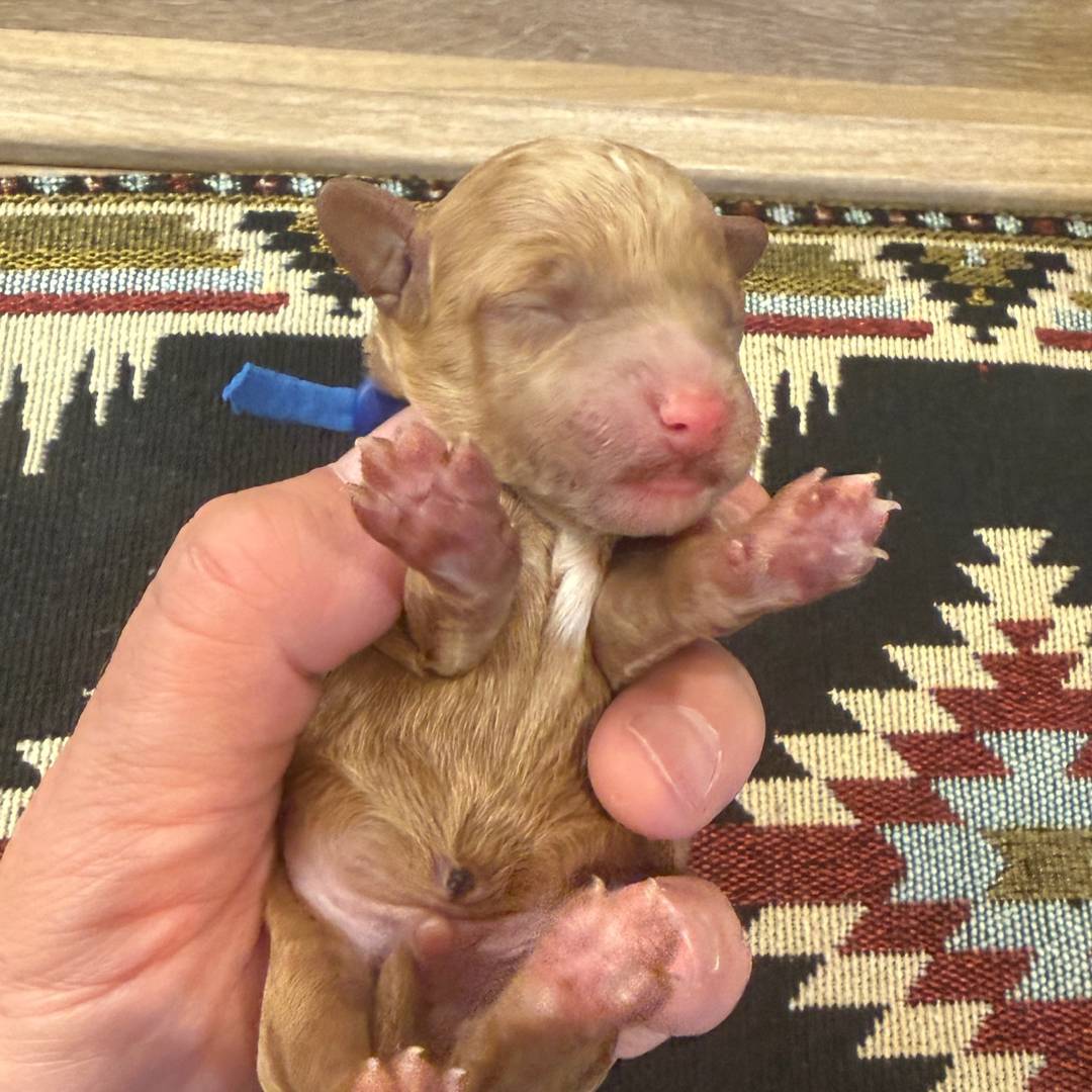 Cookie's Blue male
