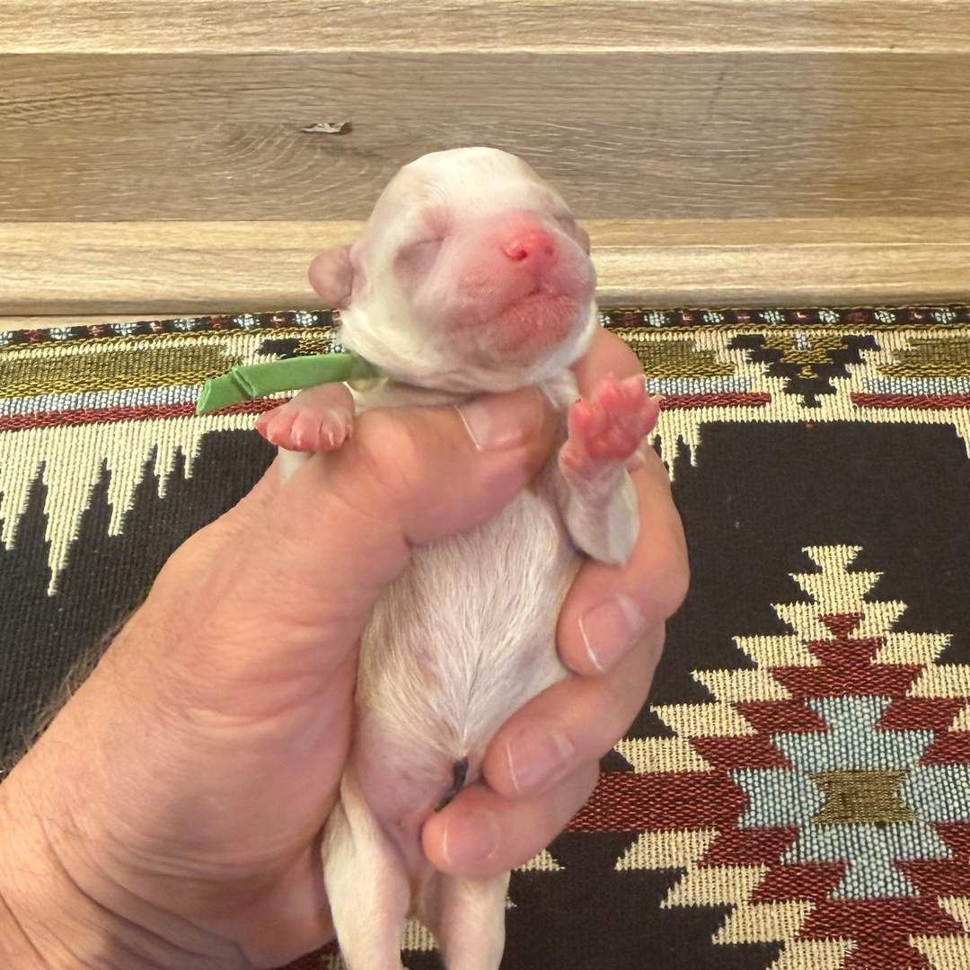 Cookie's Green male