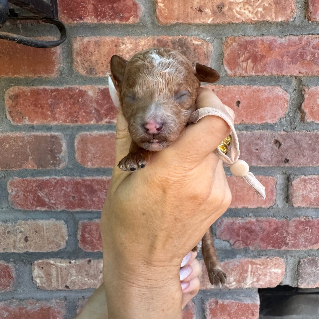 Light Pink 1 week old photo