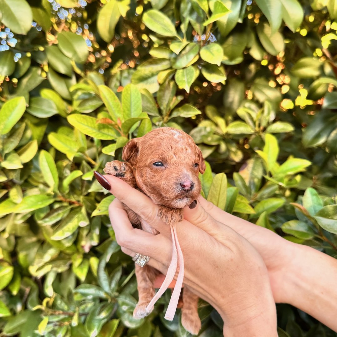 Light Pink 2 weeks old photo