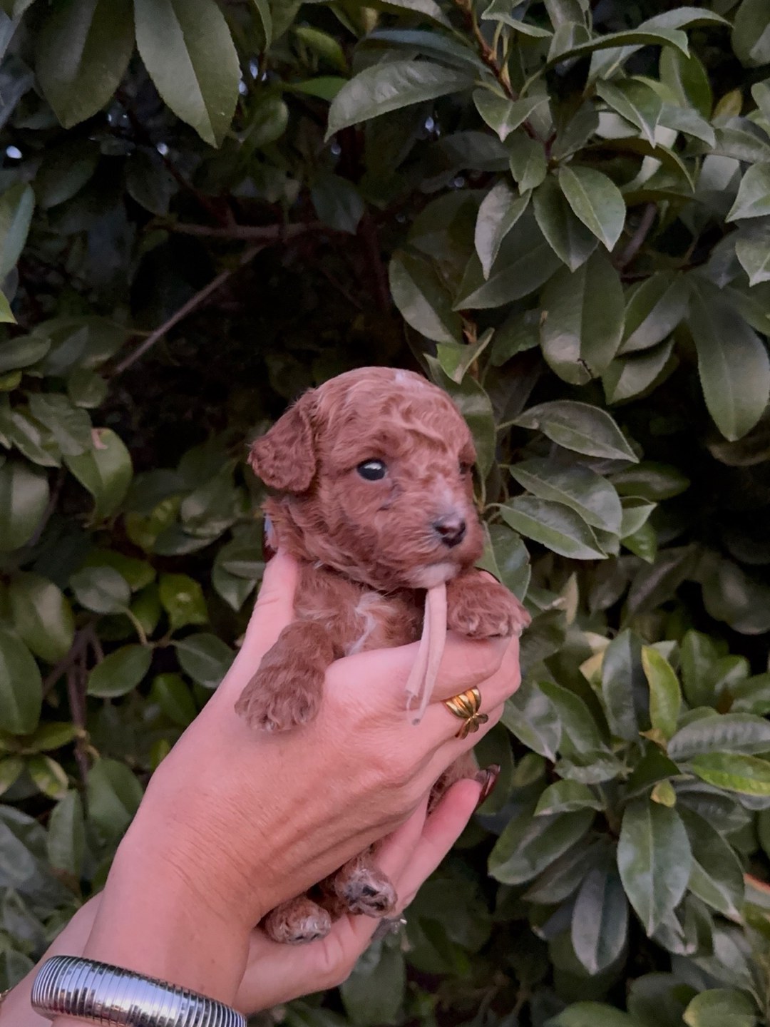 Light Pink 3.5 weeks old photo 2