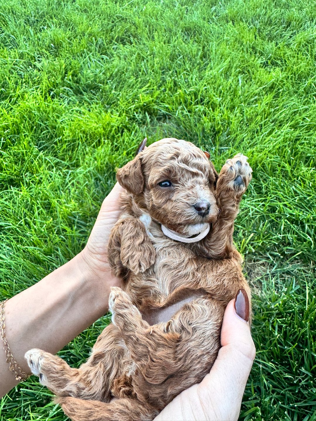 Light Pink 3.5 weeks old photo