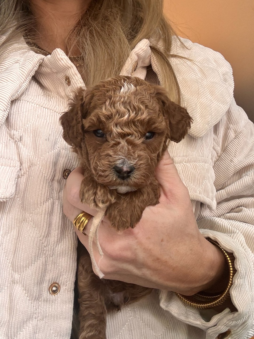 Cookie's Light Pink - Female - F3 Micro Goldendoodle Puppy