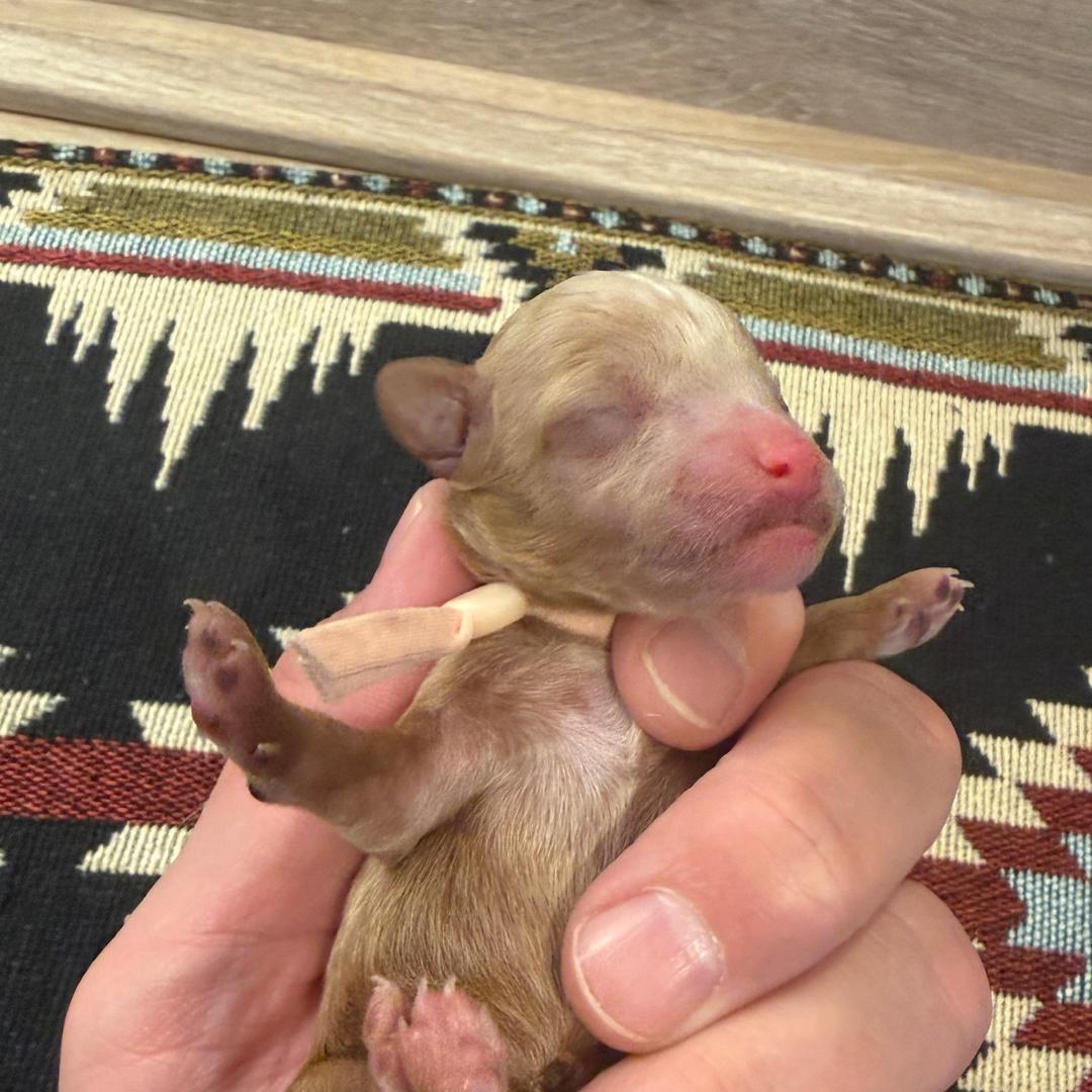 Cookie's Light Pink female