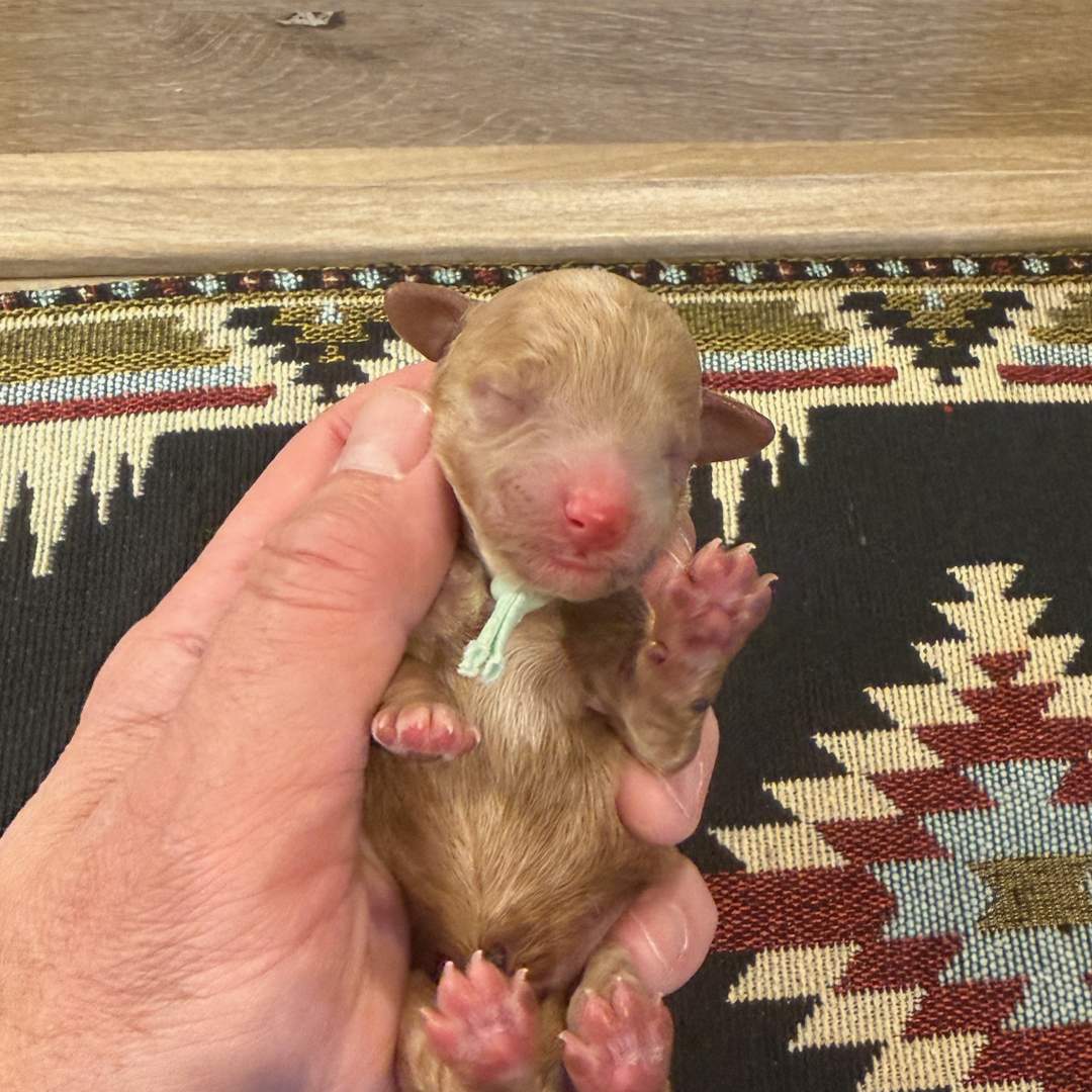 Cookie's Light Teal male