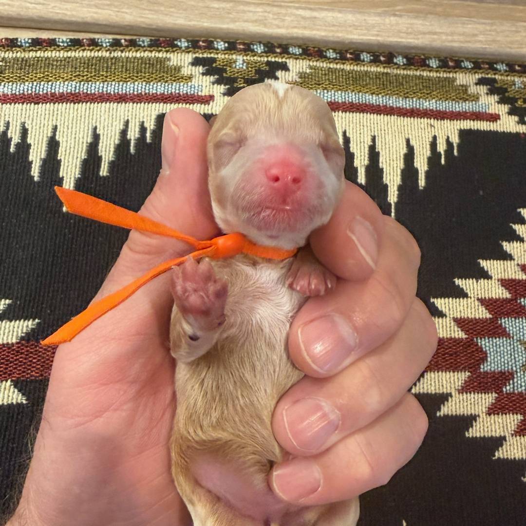 Cookie's Orange female