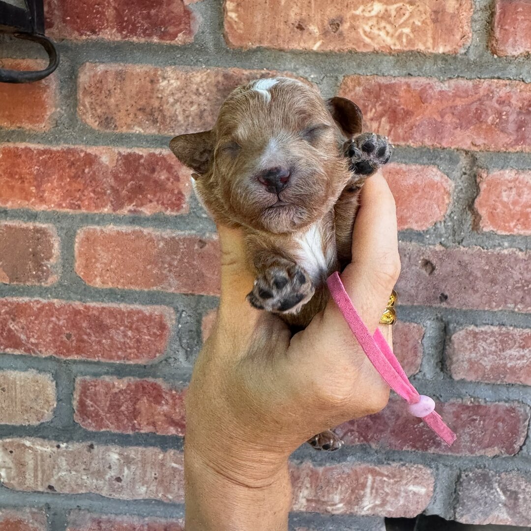 Pink 1 week old photo