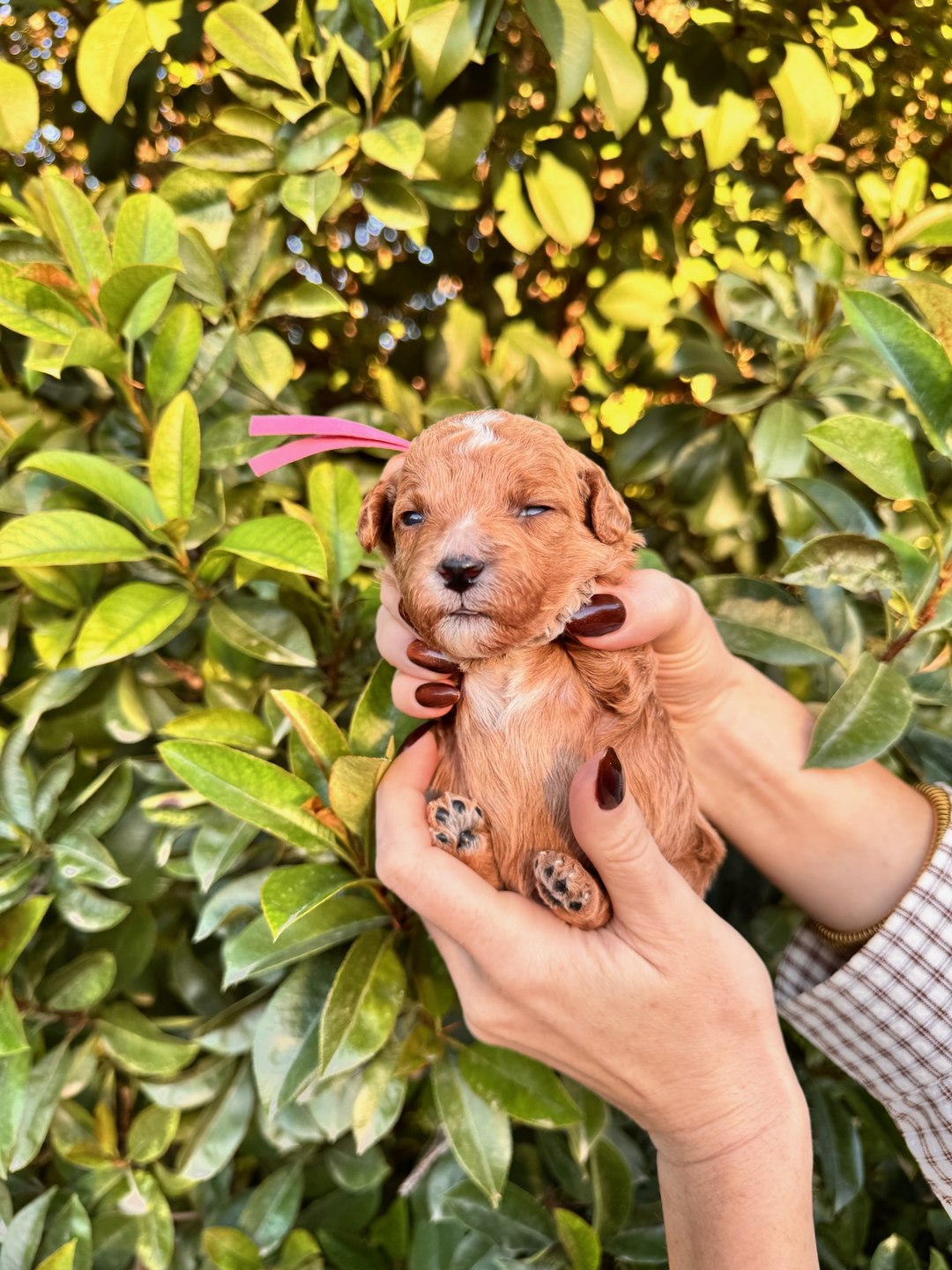 Pink 2 weeks old photo 2