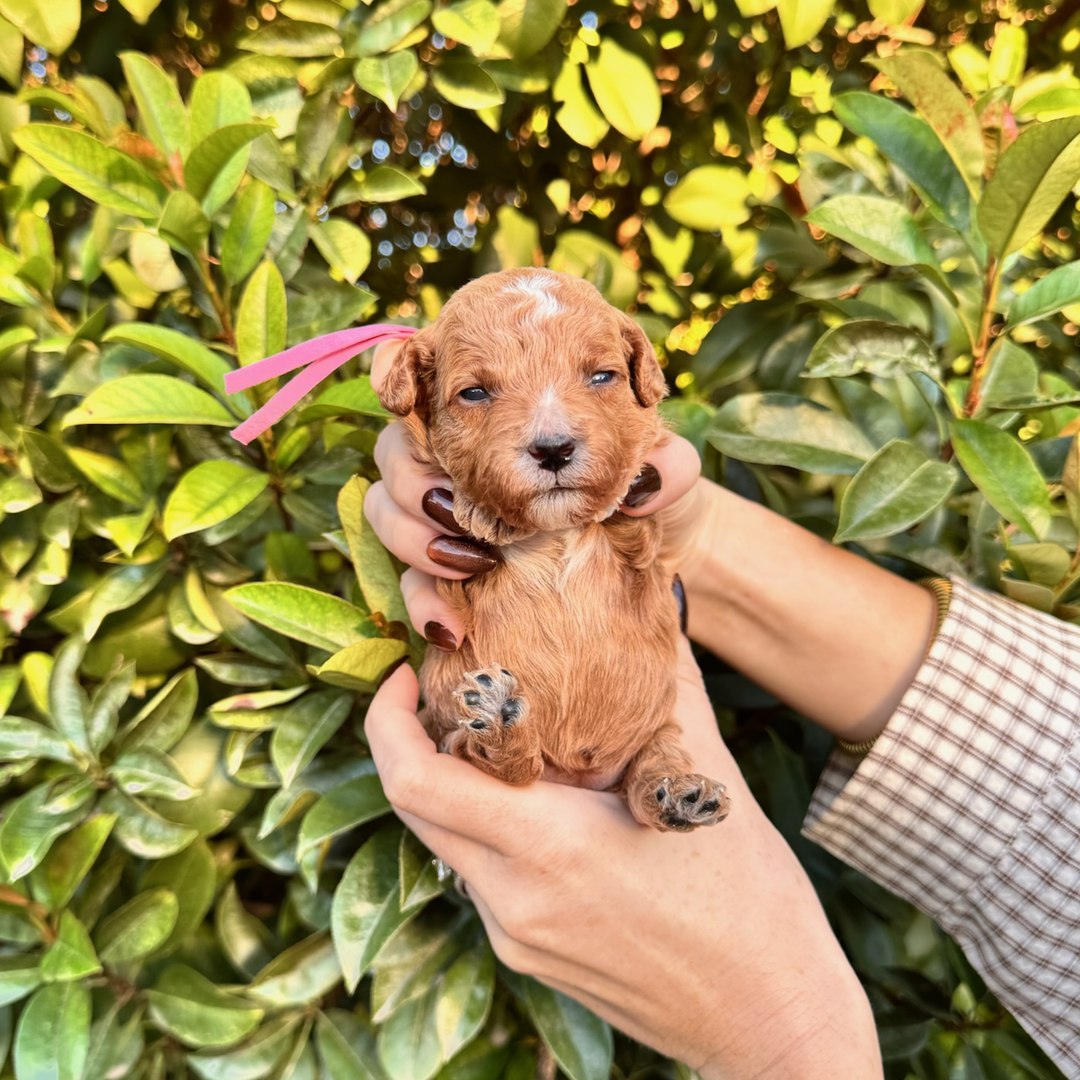 Pink 2 weeks old photo