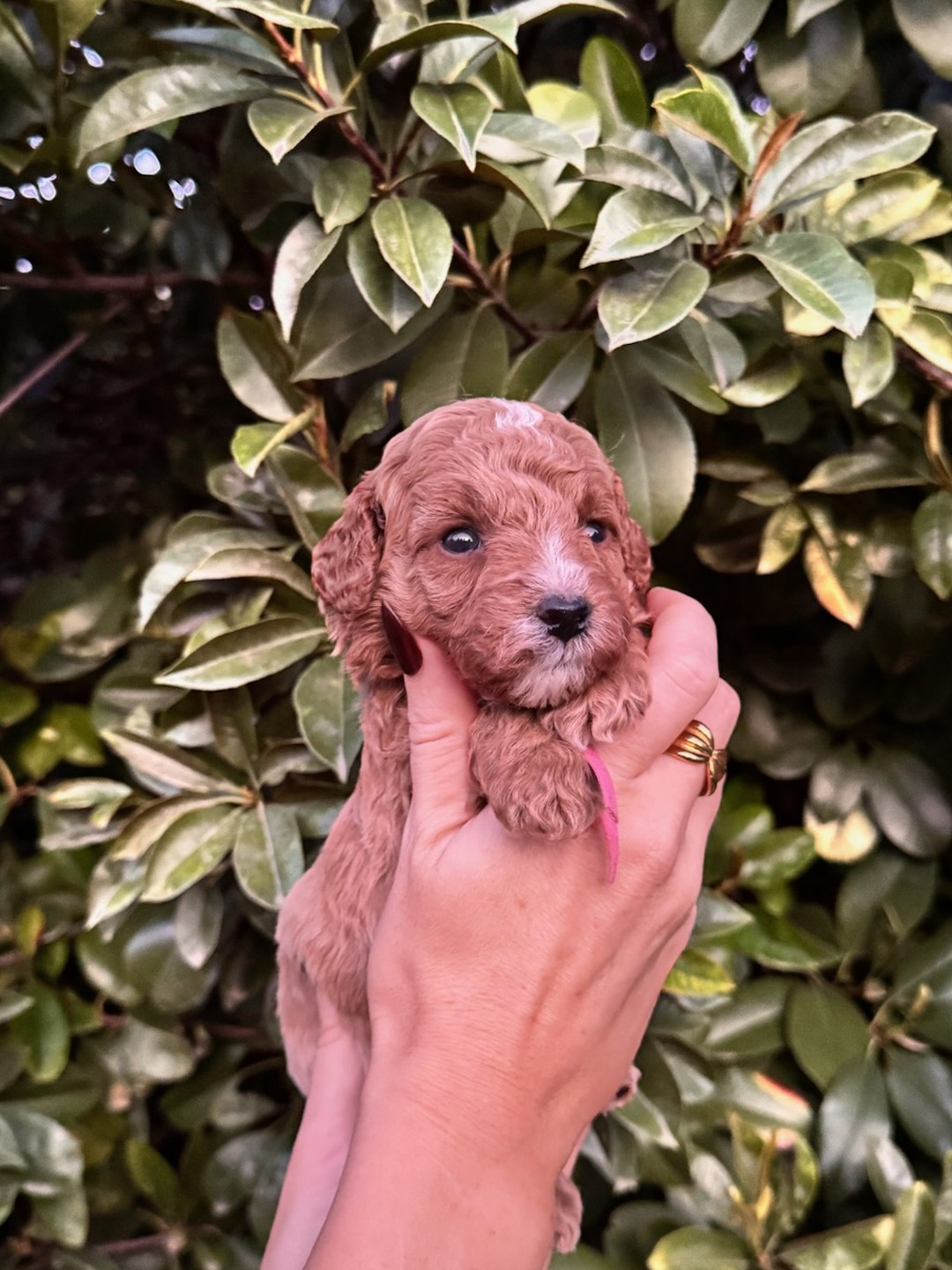 Pink 3.5 weeks old photo 2