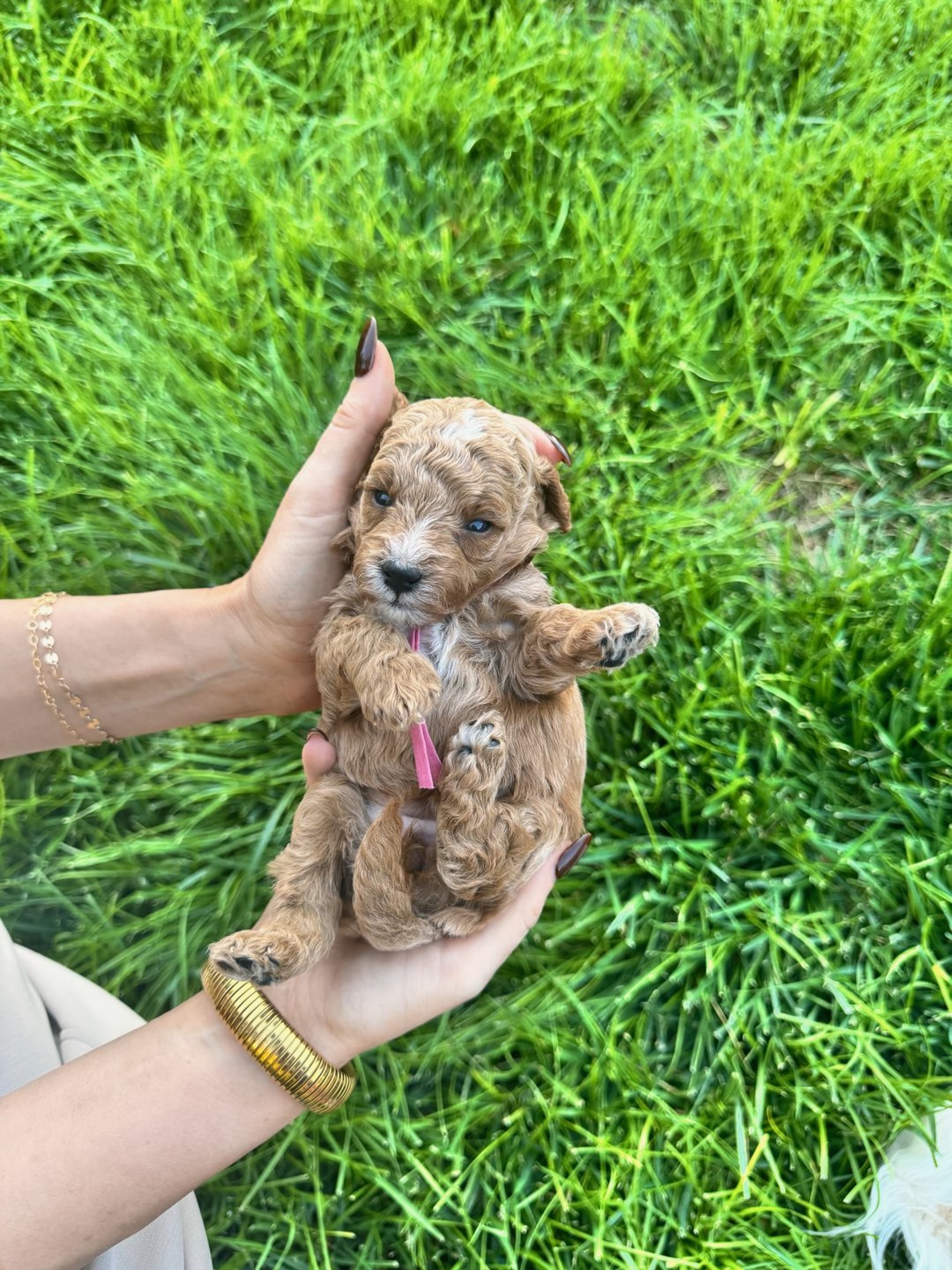 Pink 3.5 weeks old photo