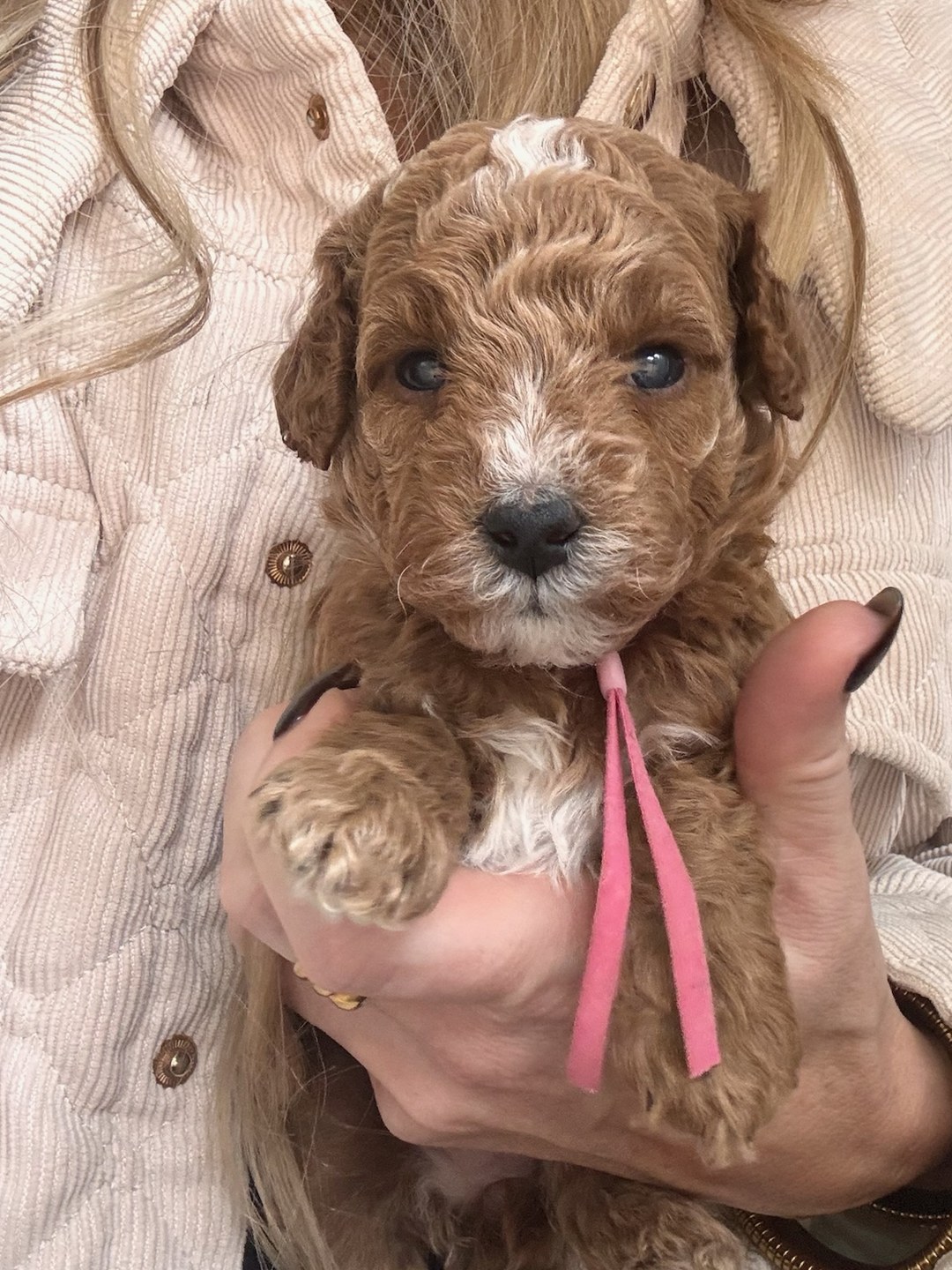 Cookie's Pink - Female - F3 Micro Goldendoodle Puppy