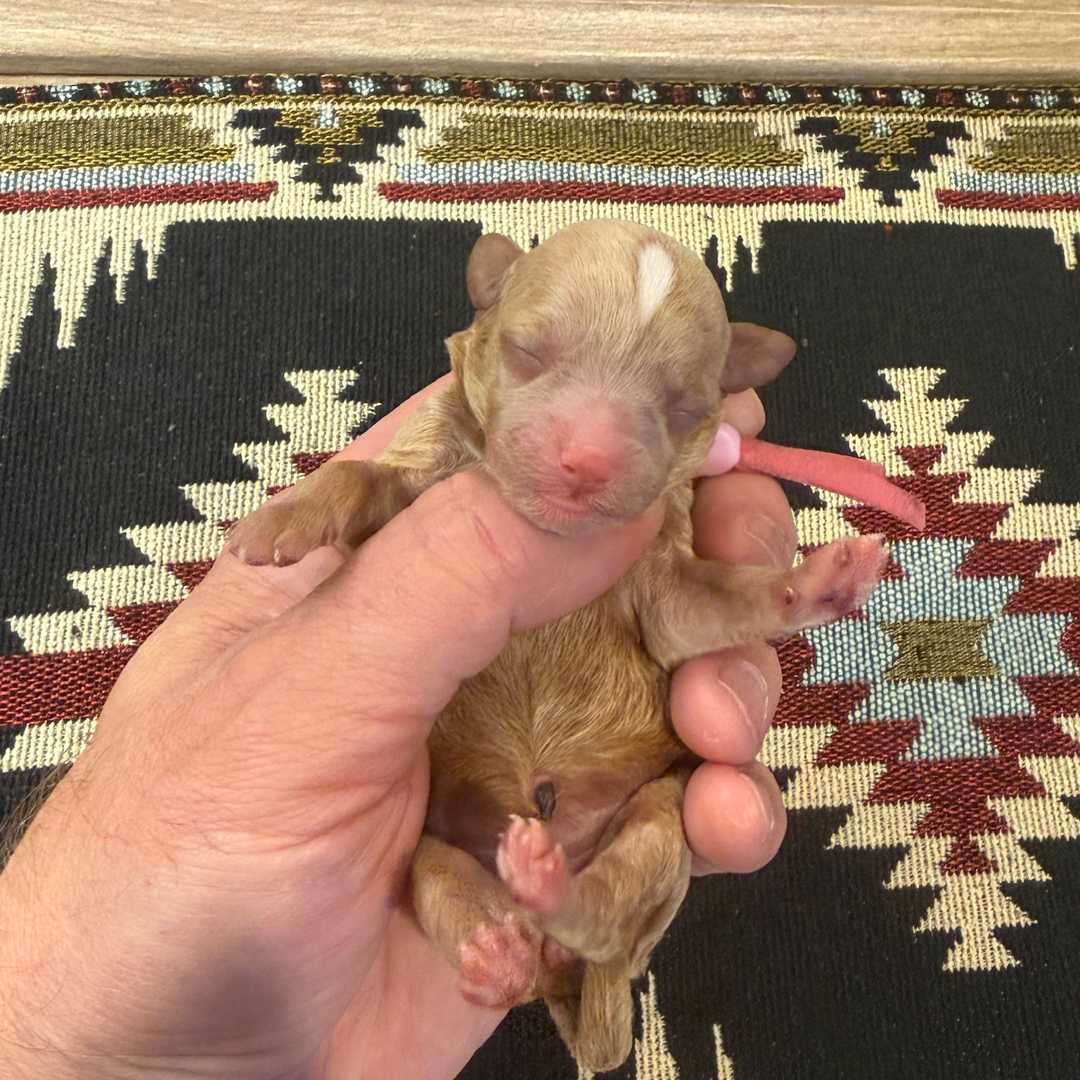 Cookie's Pink female