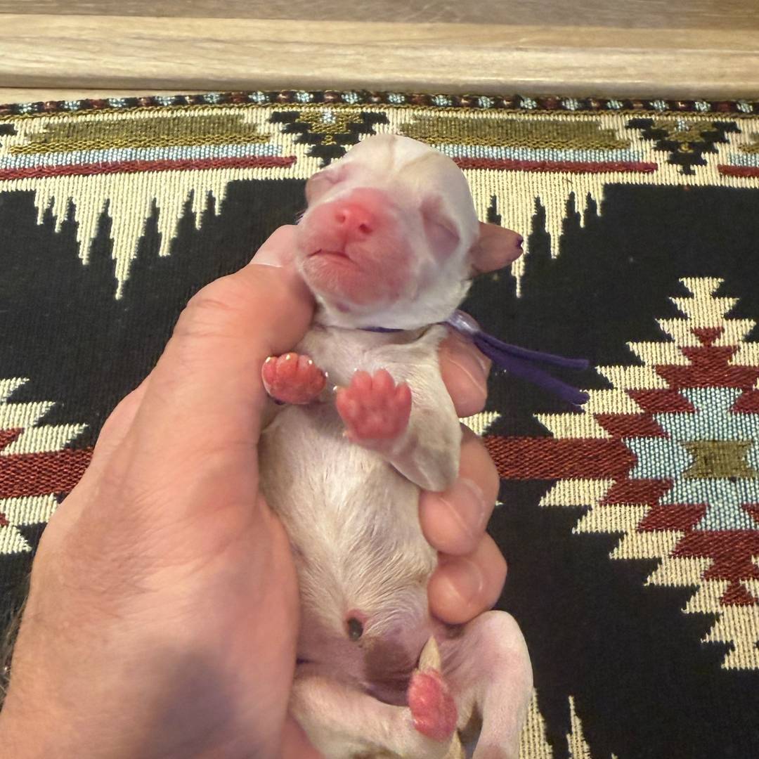 Cookie's Purple female