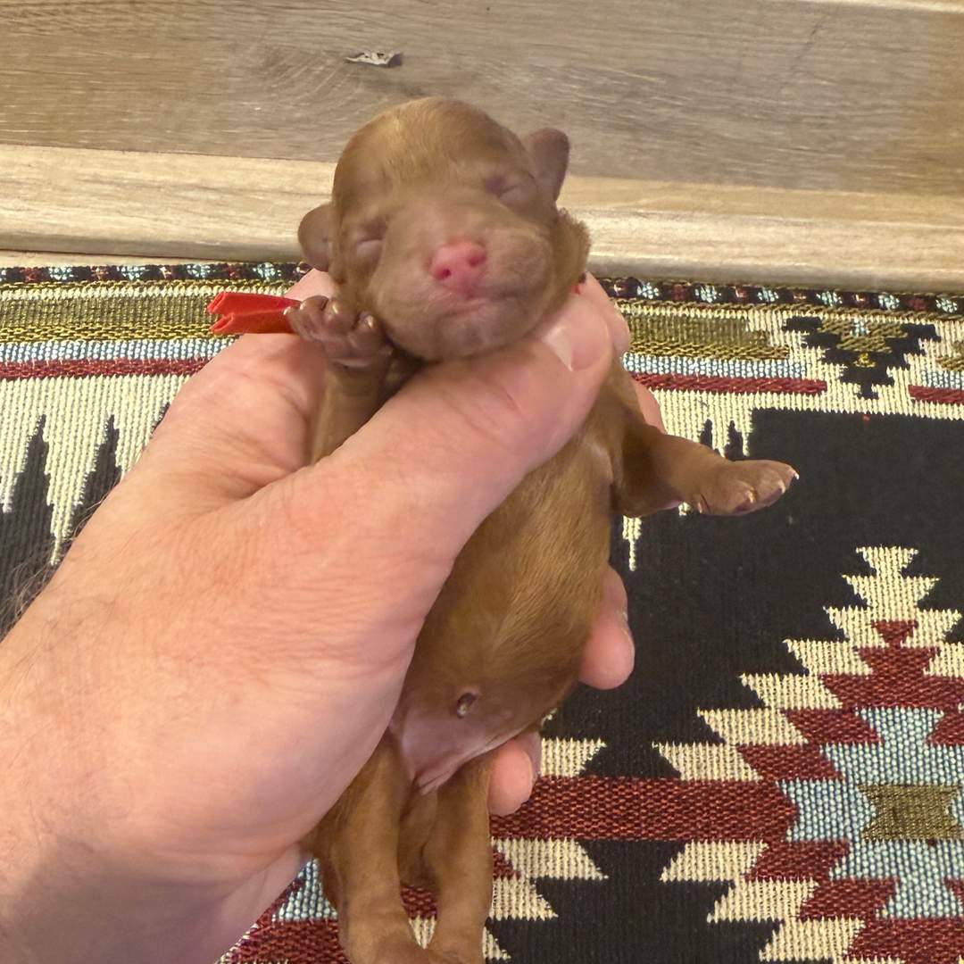 Cookie's Red female