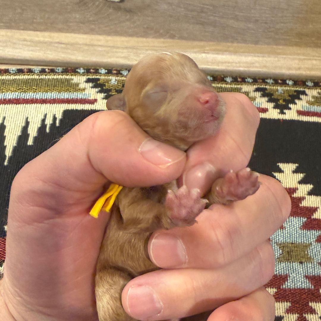 Cookie's Yellow female