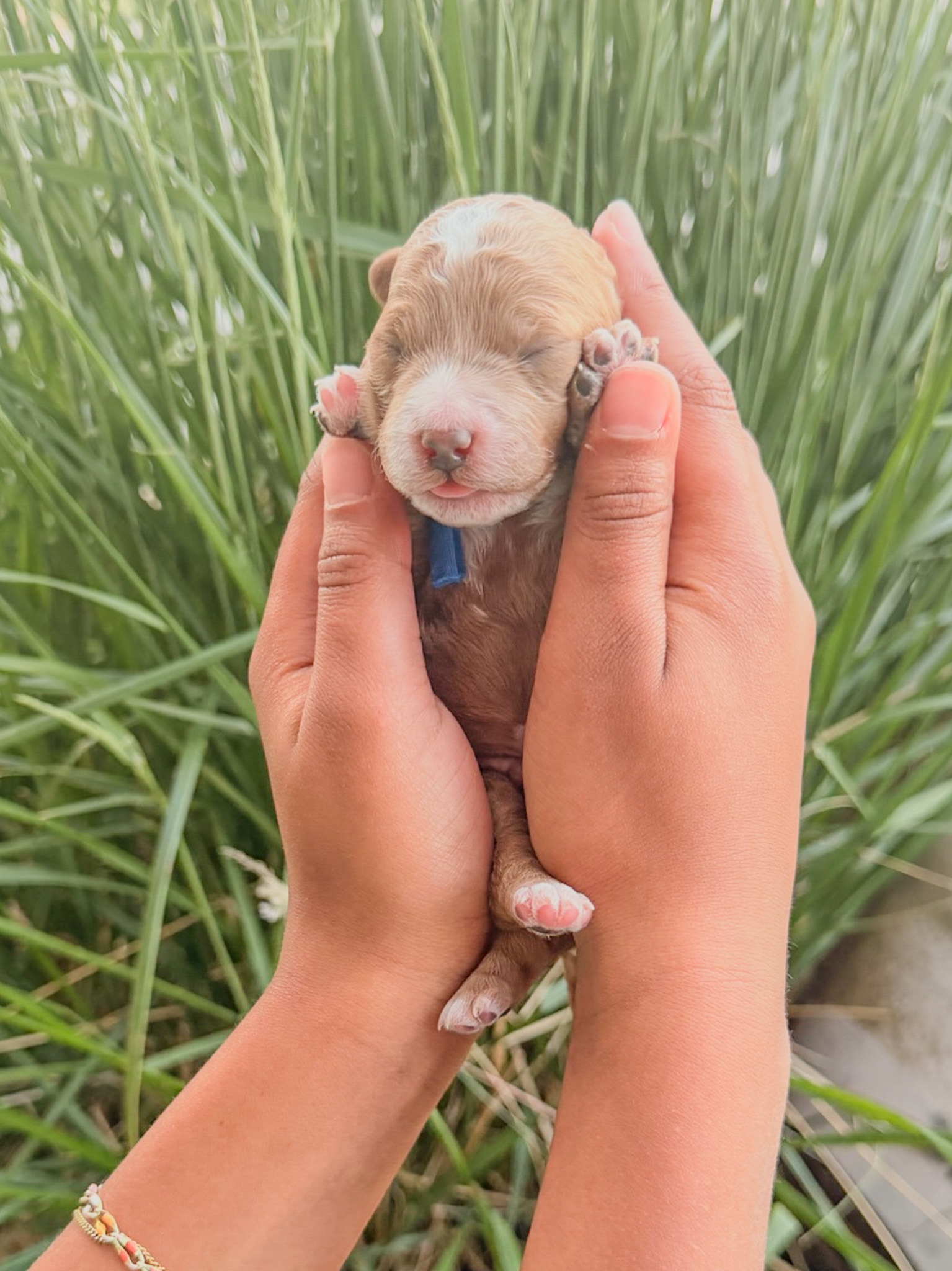 Gigi's Blue - Male - F3 Goldendoodle Puppy
