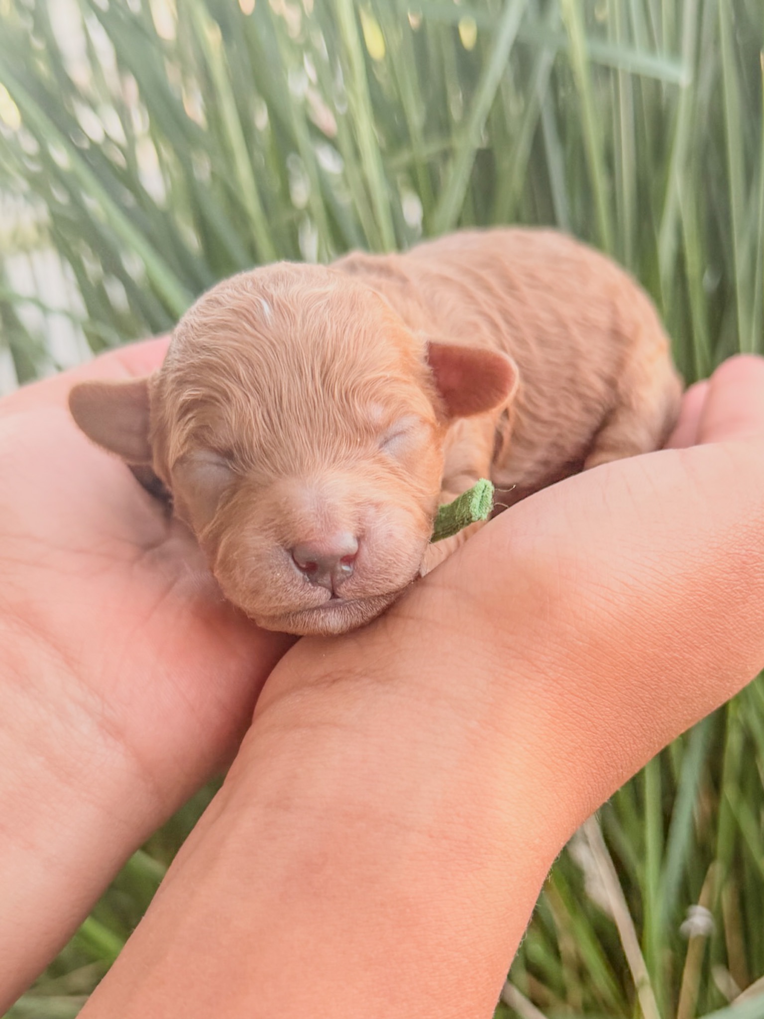 Gigi's Green - Male - F3 Goldendoodle Puppy