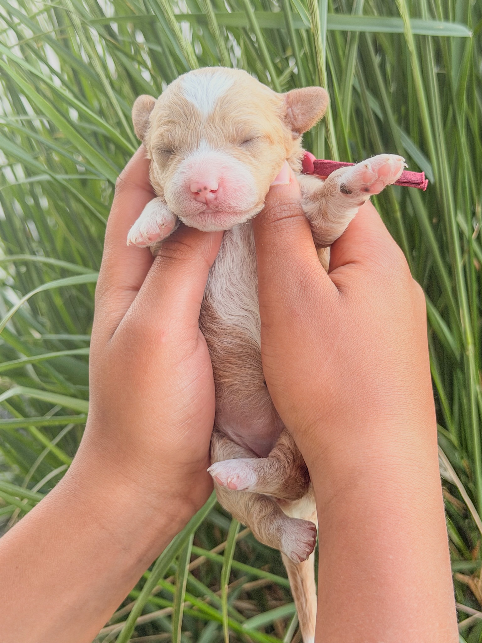 Gigi's Maroon - Female - F3 Goldendoodle Puppy