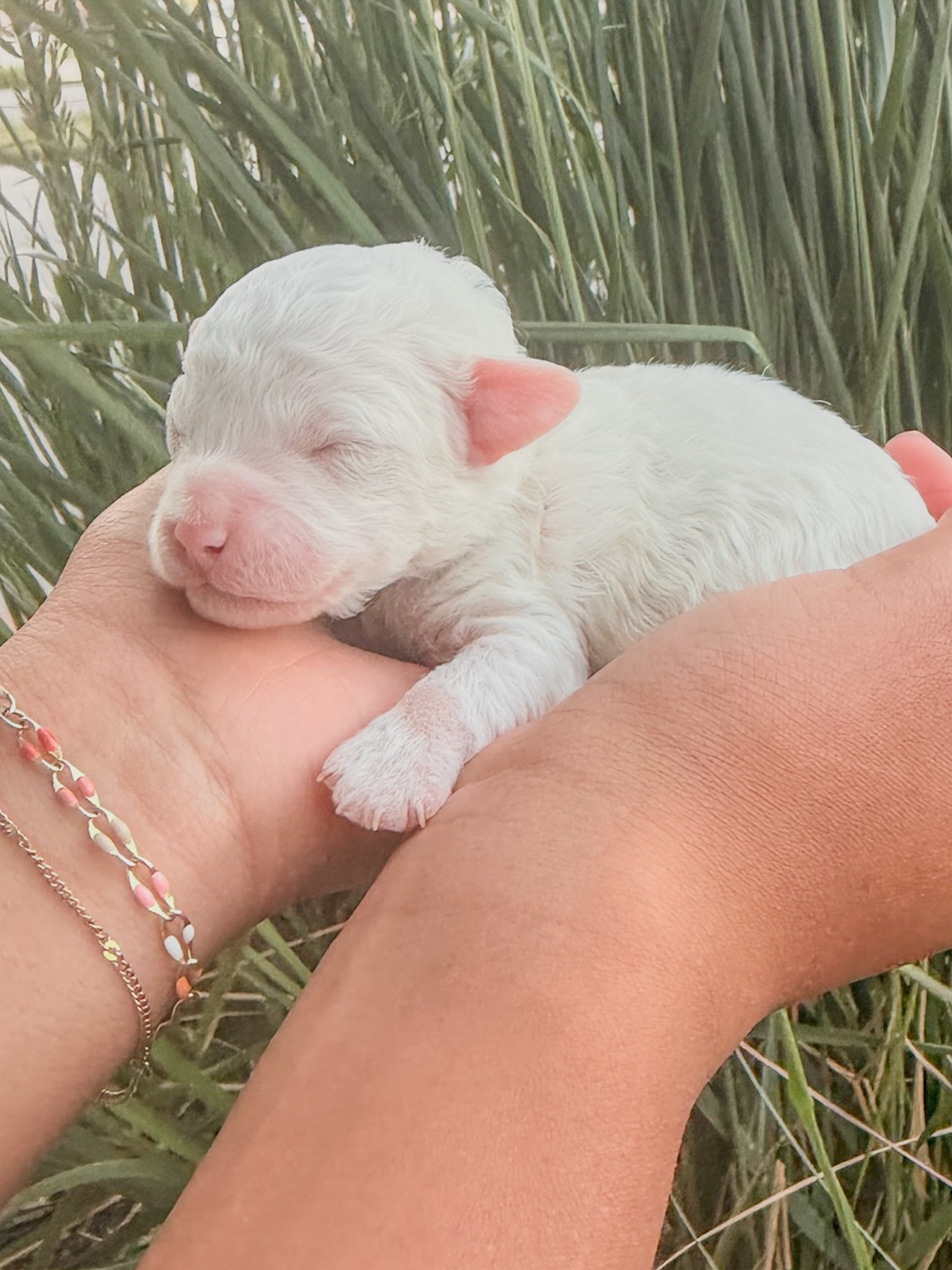 Gigi's Mint - Female - F3 Goldendoodle Puppy