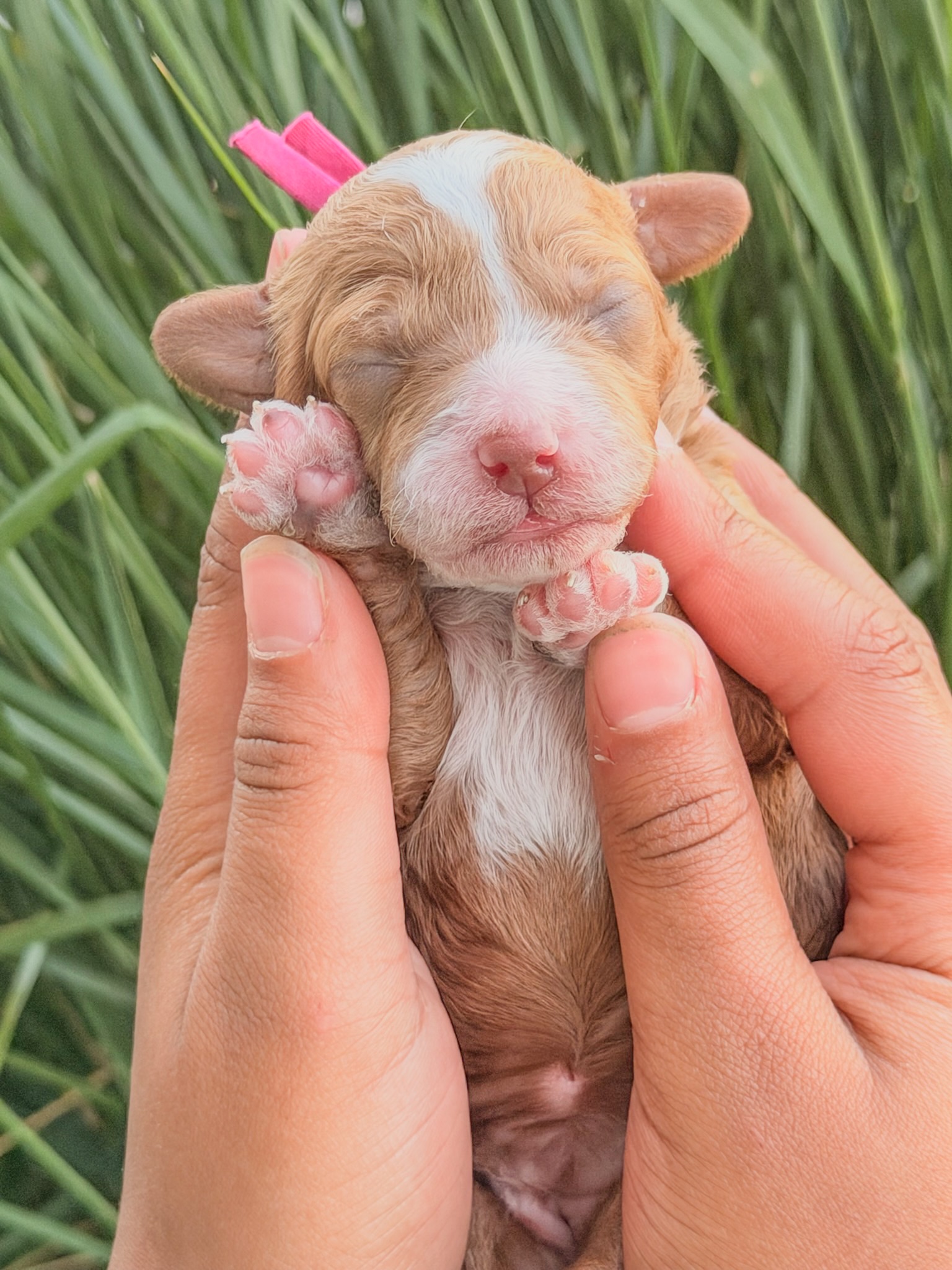 Gigi's Pink - Female - F3 Goldendoodle Puppy