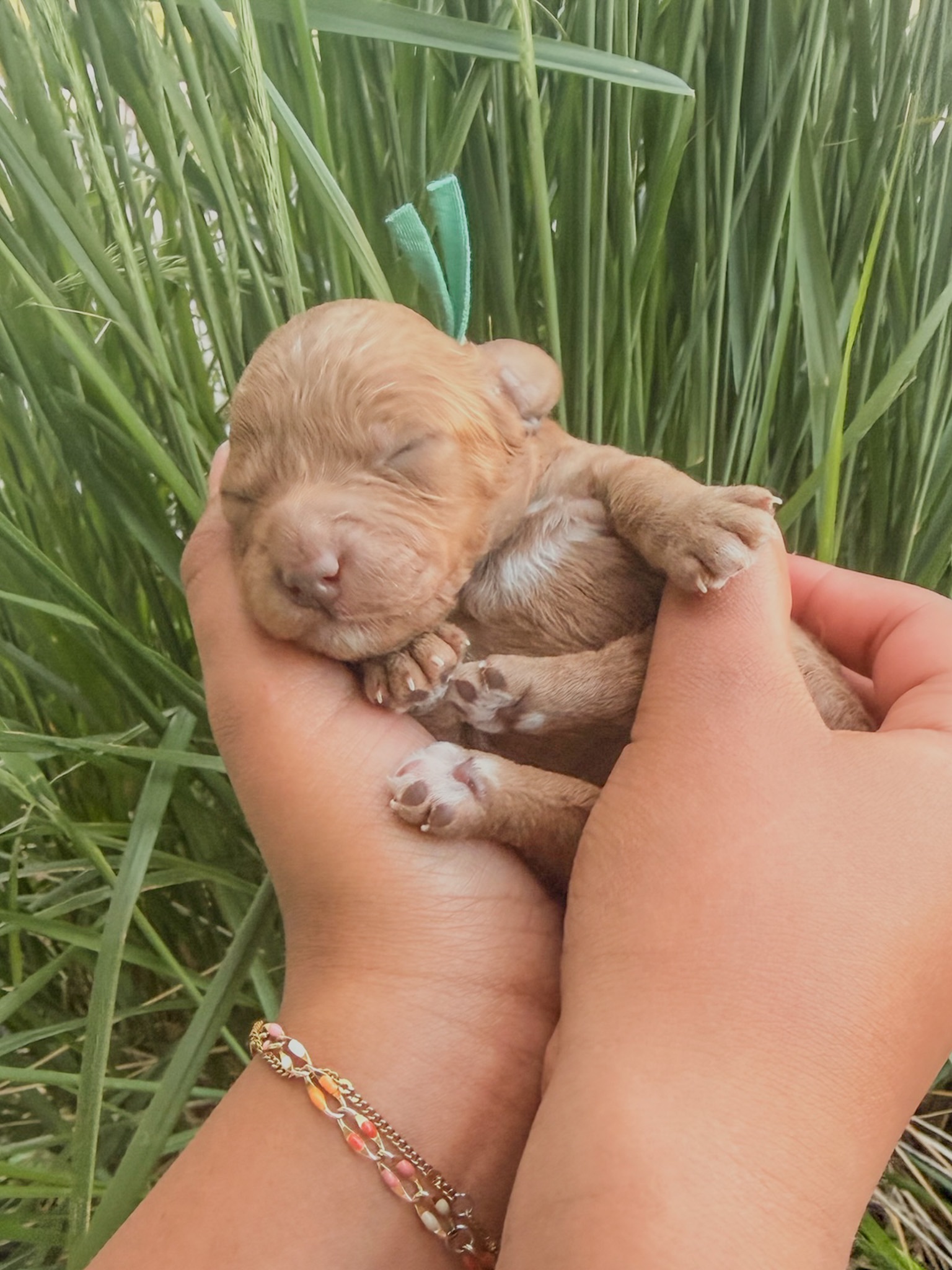 Gigi's Teal - Female - F3 Goldendoodle Puppy