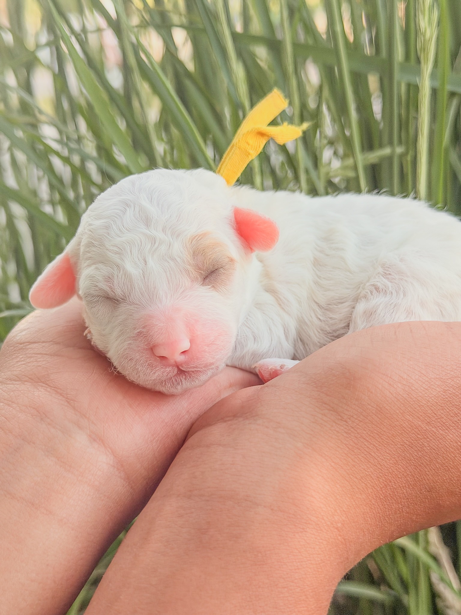 Gigi's Yellow - Female - F3 Goldendoodle Puppy