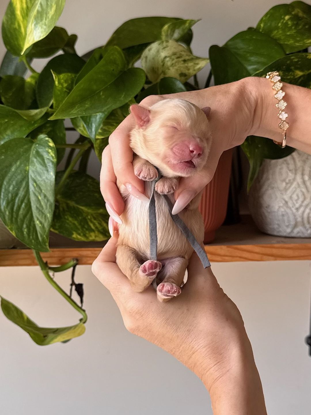 Gray 3 days old photo