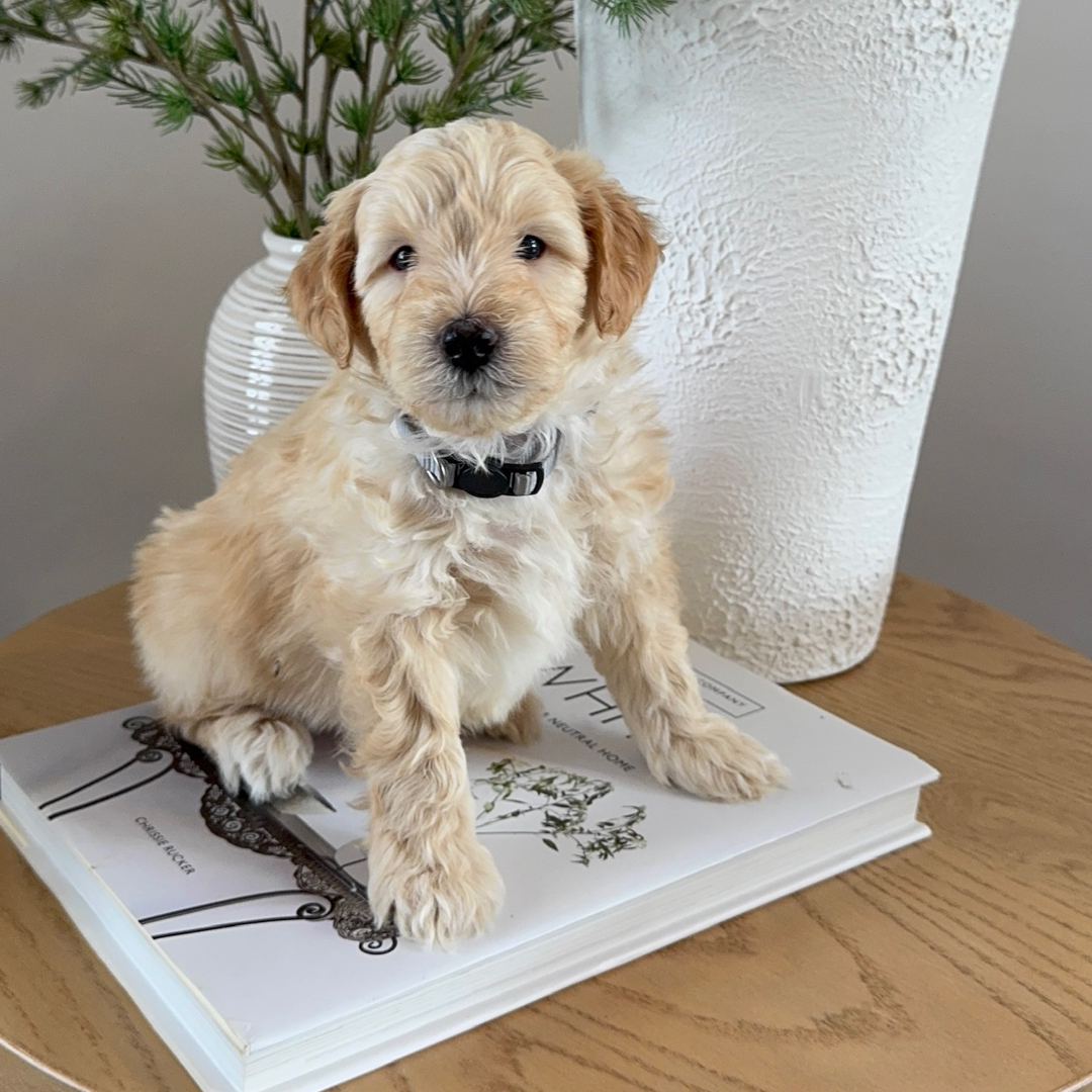 Indy's Gray - Male - Mini to Medium Goldendoodle Puppy