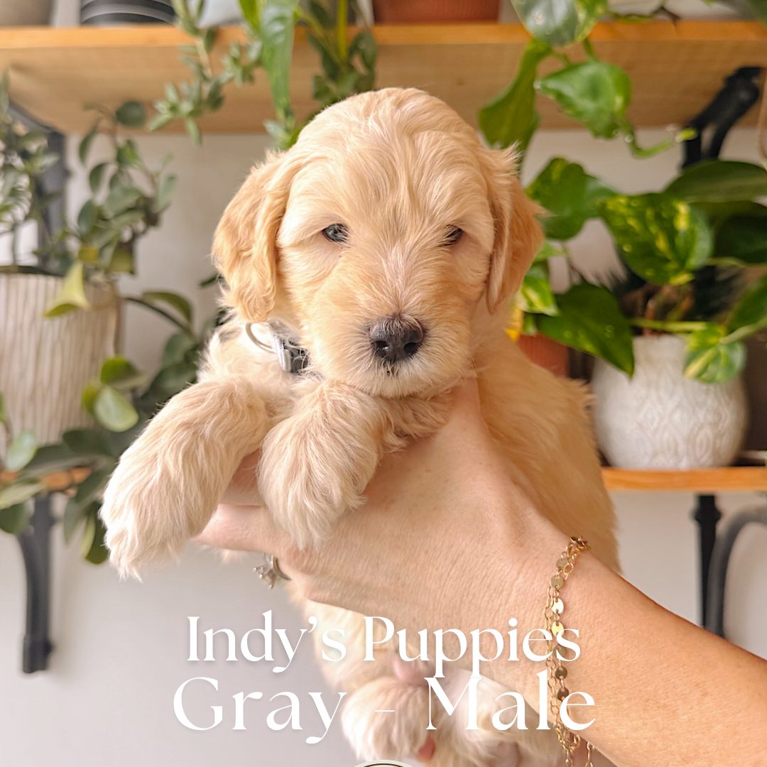 Gray 5 weeks old photo