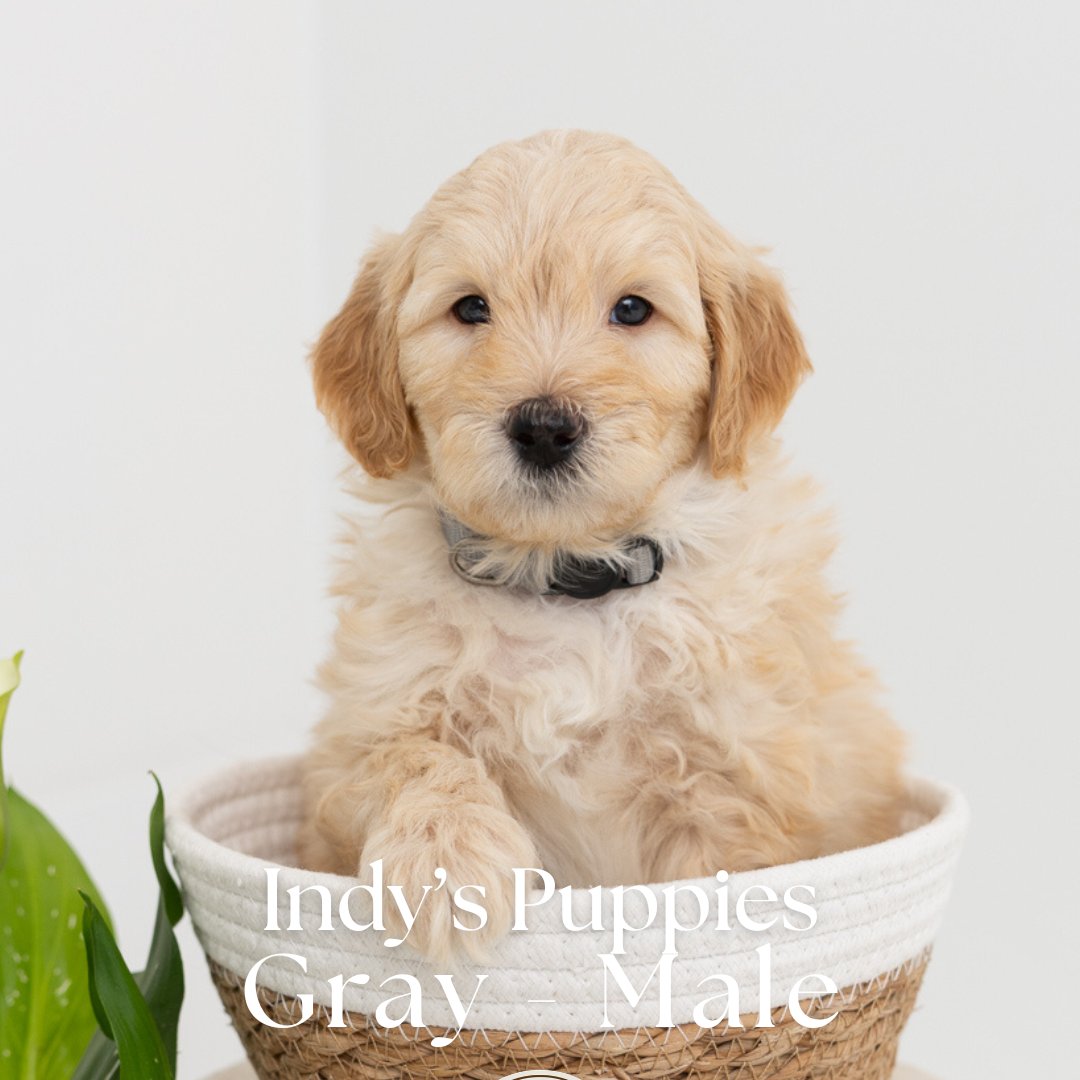 Indy's Gray - Male - Mini to Medium Goldendoodle Puppy