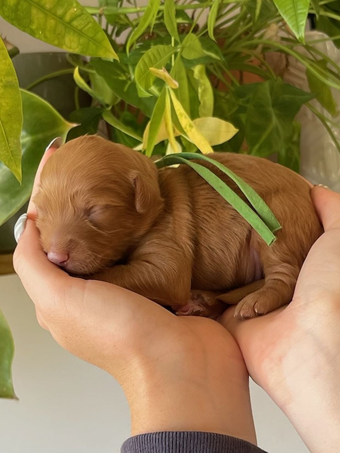 Green 1 week old photo