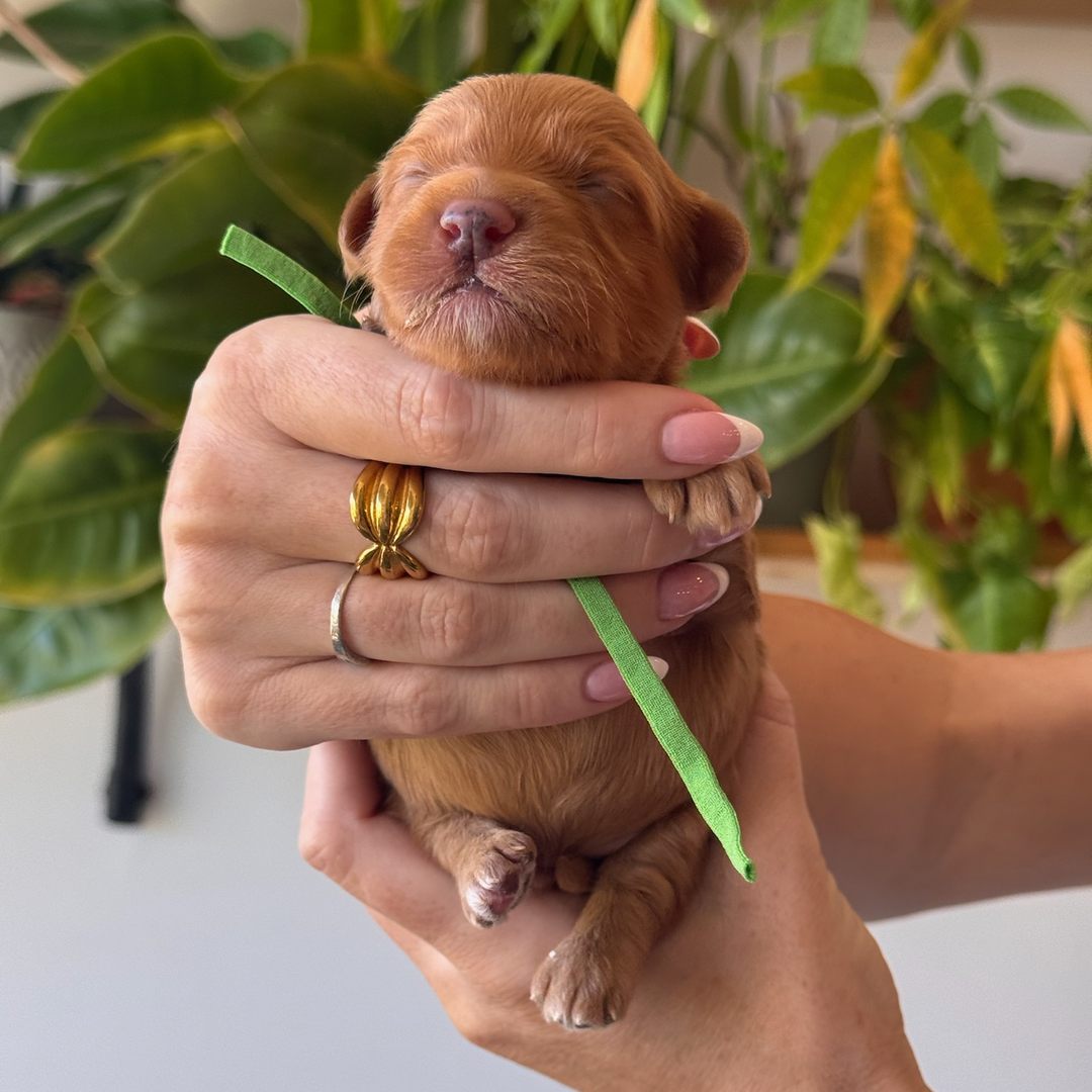 Green 12 days old photo