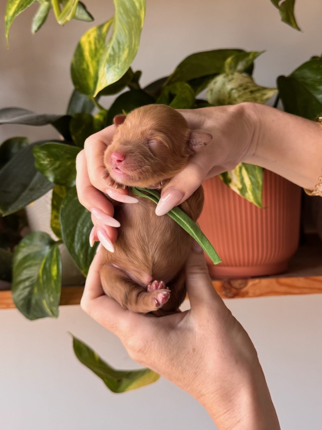 Green 3 days old photo