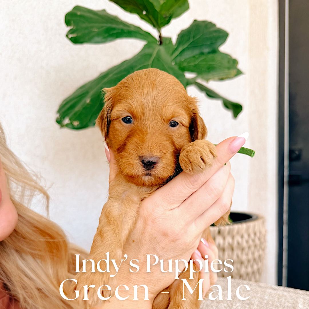 Green 4 weeks old photo