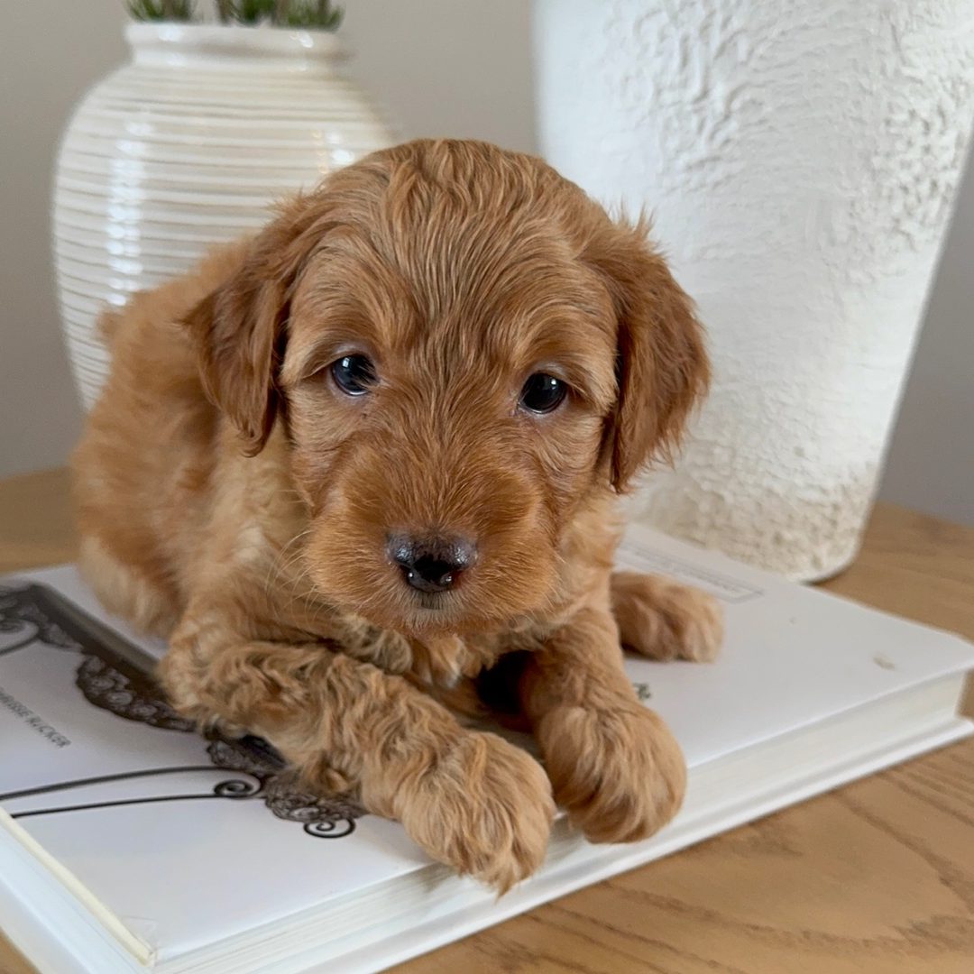 Indy's Green - Male - Mini to Medium Goldendoodle Puppy