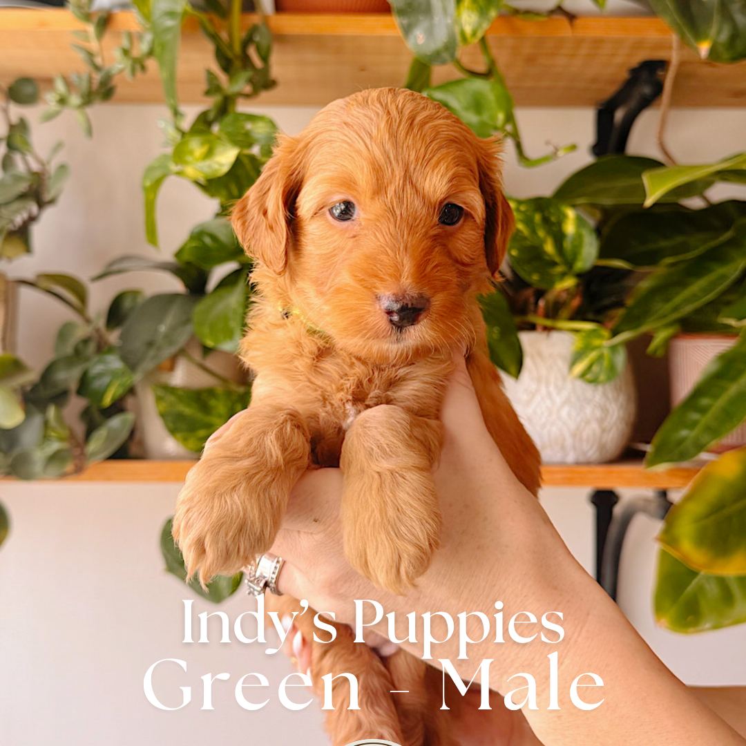 Green 5 weeks old photo