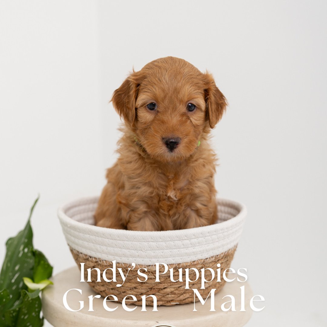Indy's Green - Male - Mini to Medium Goldendoodle Puppy