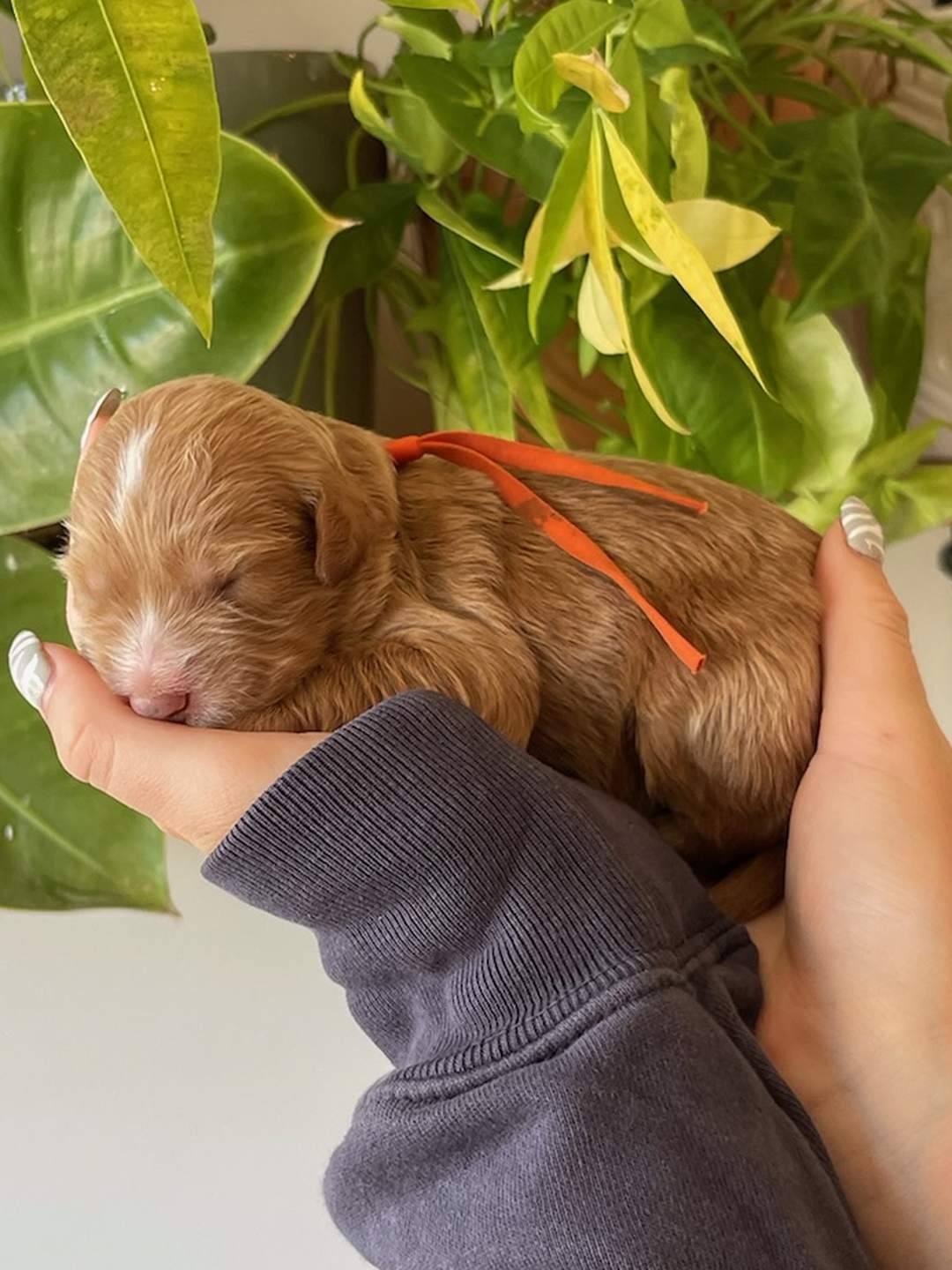 Orange 1 week old photo