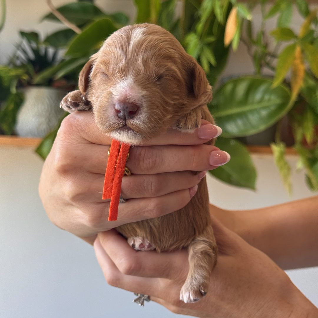 Orange 12 days old photo