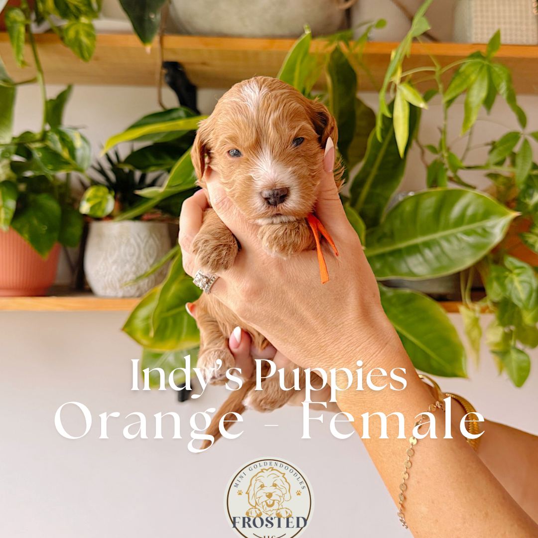 Orange 2.5 weeks old photo