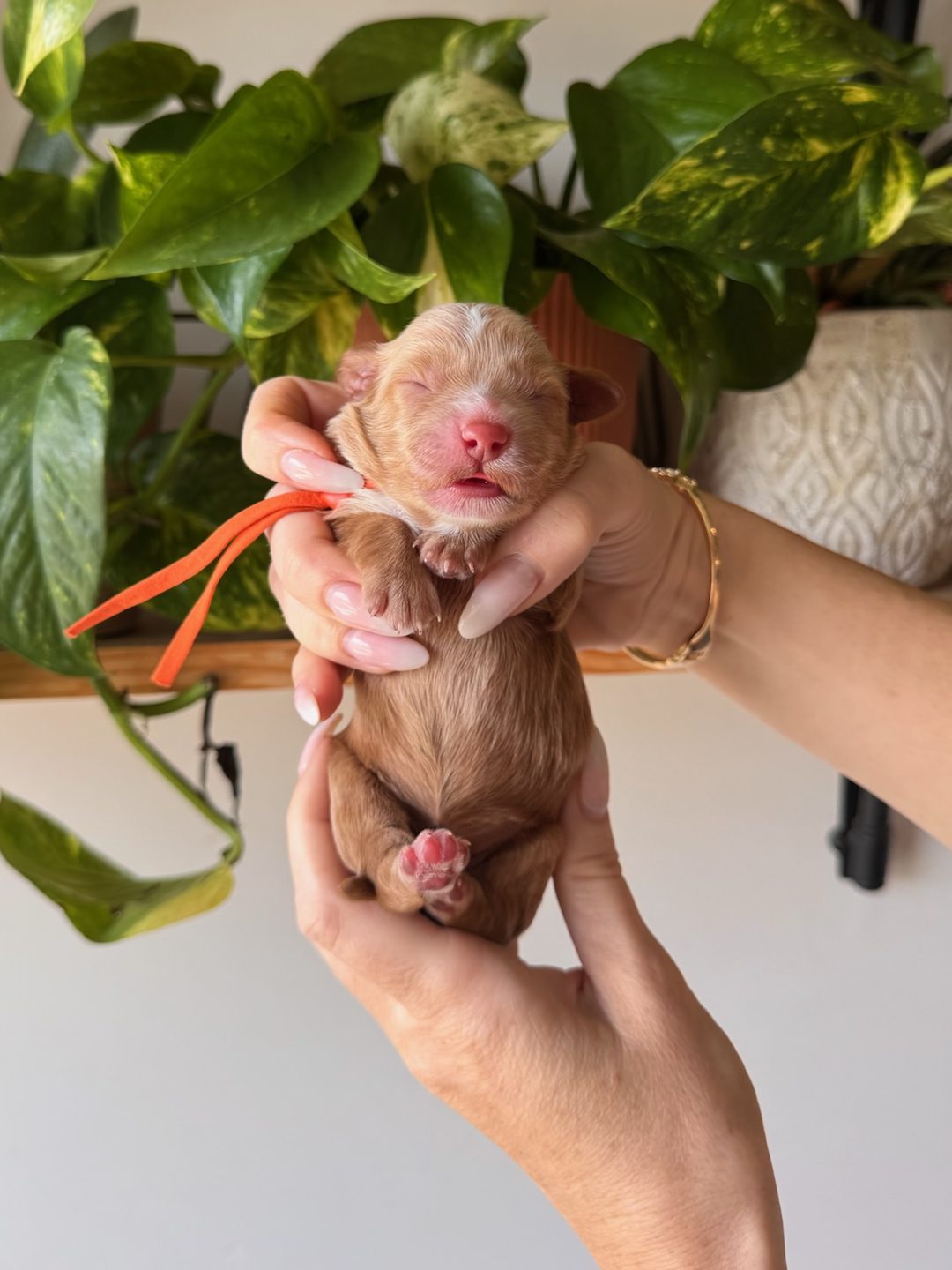 Orange 3 days old photo