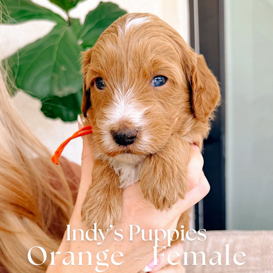 Orange 4 weeks old photo