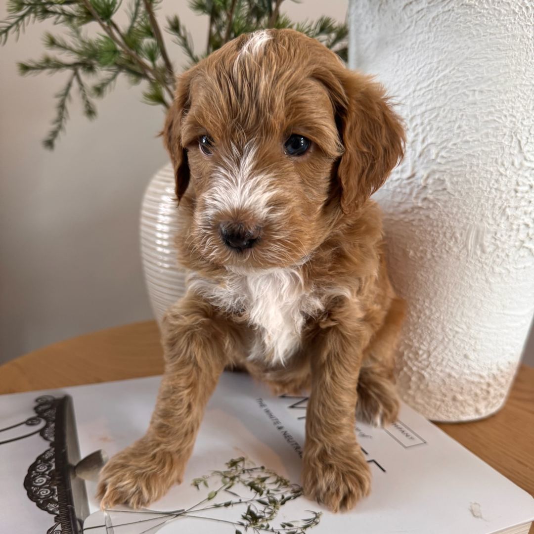 Indy's Orange - Female - Mini to Medium Goldendoodle Puppy