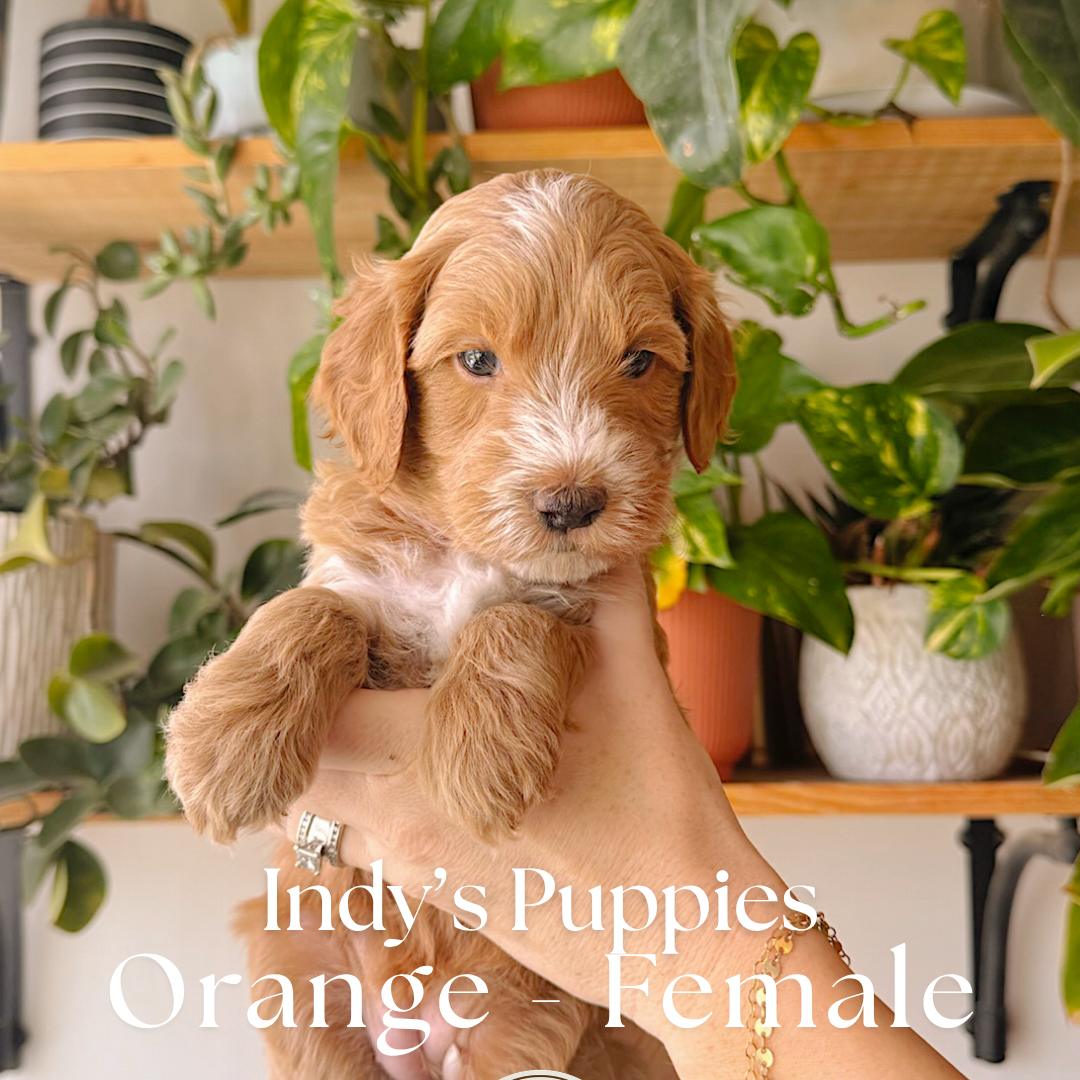 Orange 5 weeks old photo