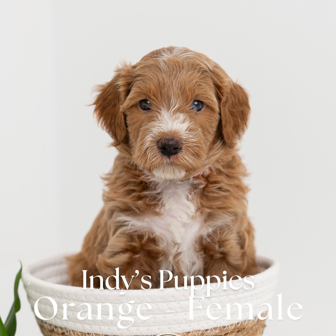 Indy's Orange - Female - Mini to Medium Goldendoodle Puppy