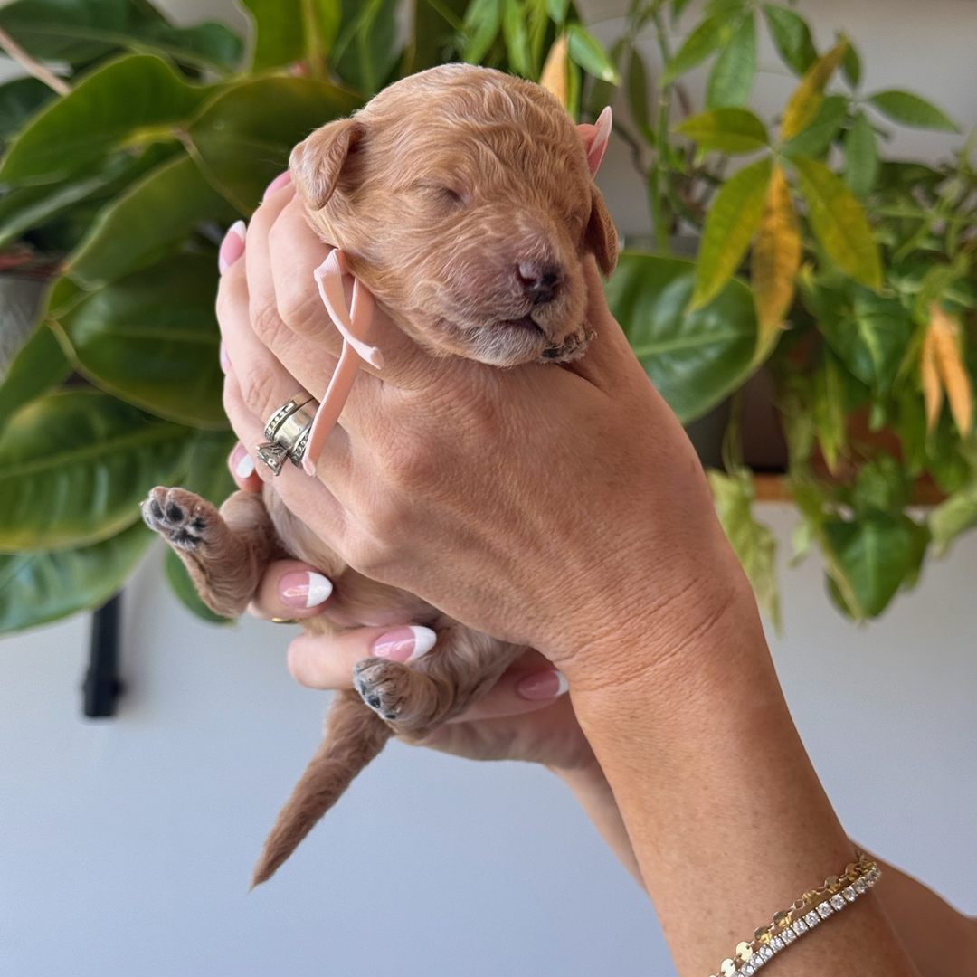 Peach 12 days old photo