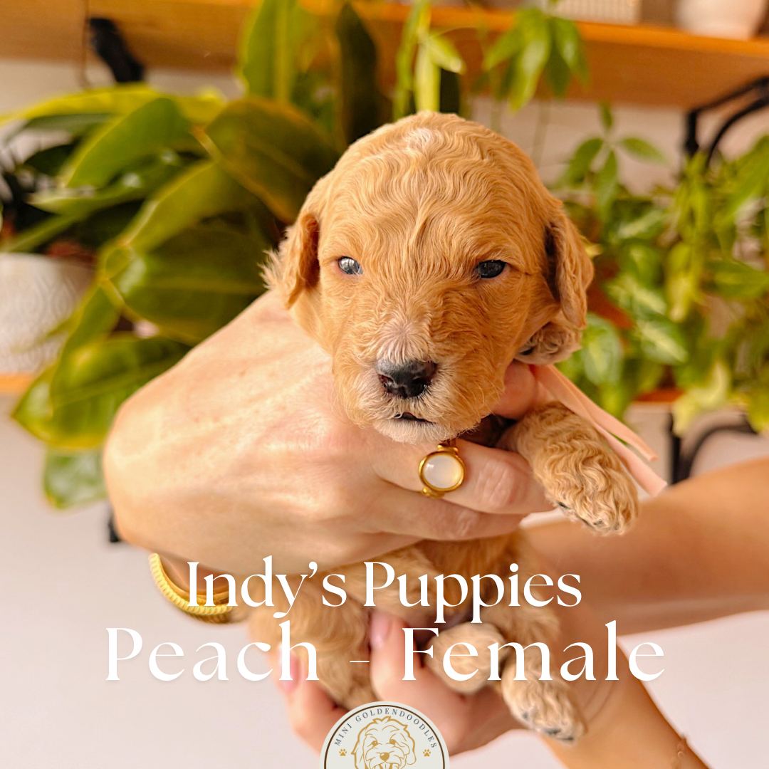 Peach 2.5 weeks old photo